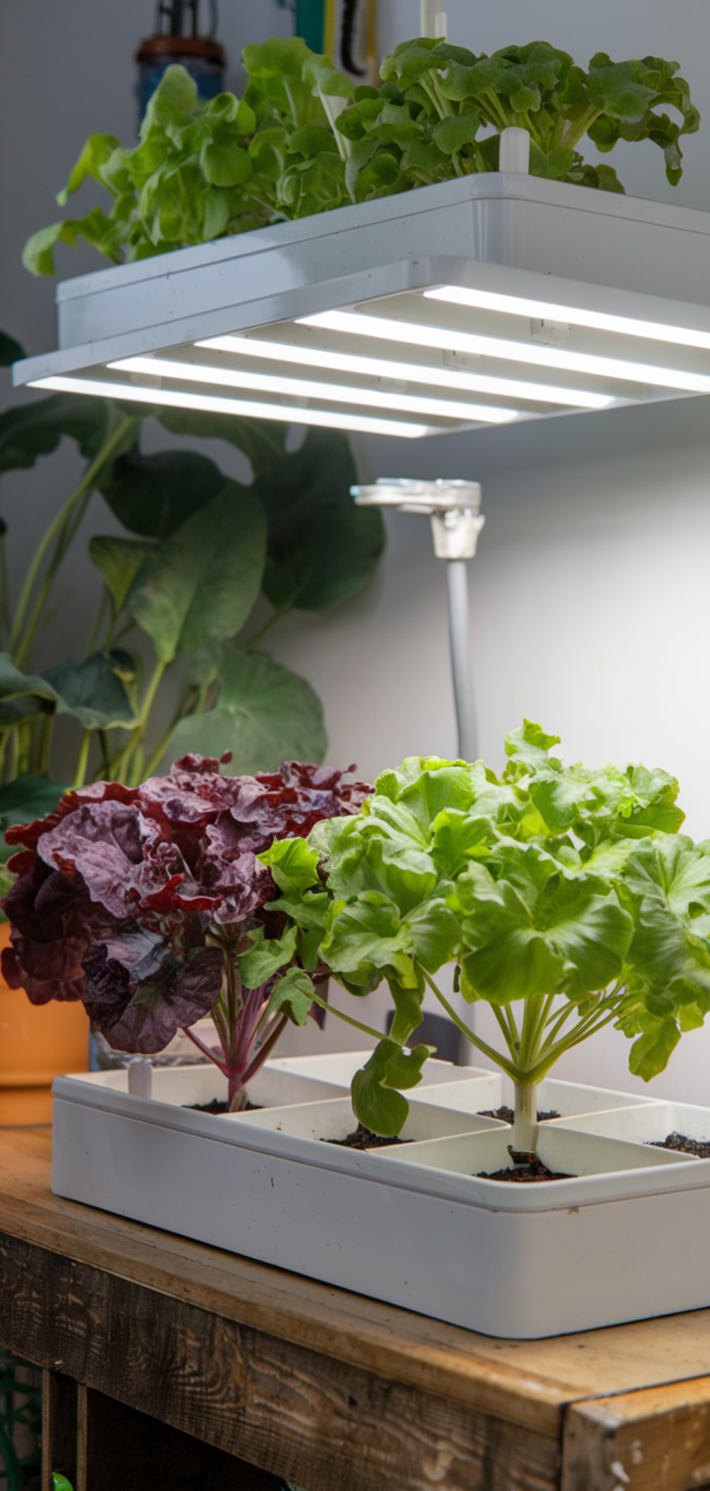 17 Creative Ways to Grow Food Everywhere