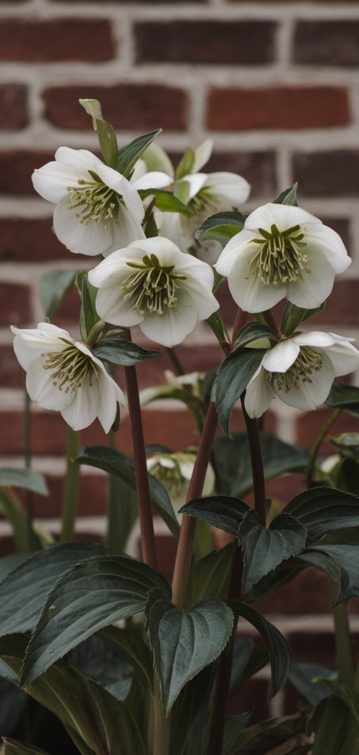 Perfect Shade-Loving Flowers You Need
