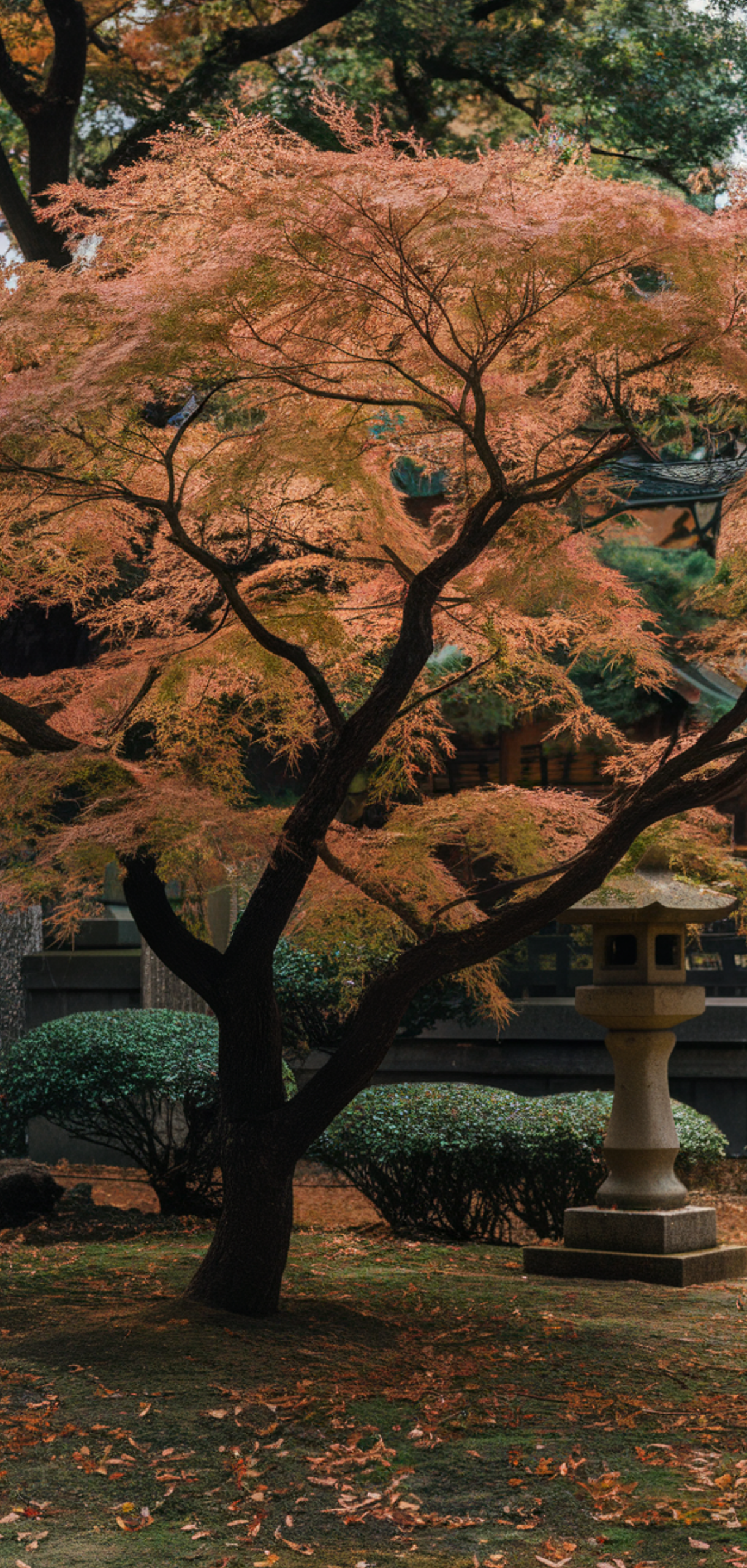 Tall Plants for Natural Shade