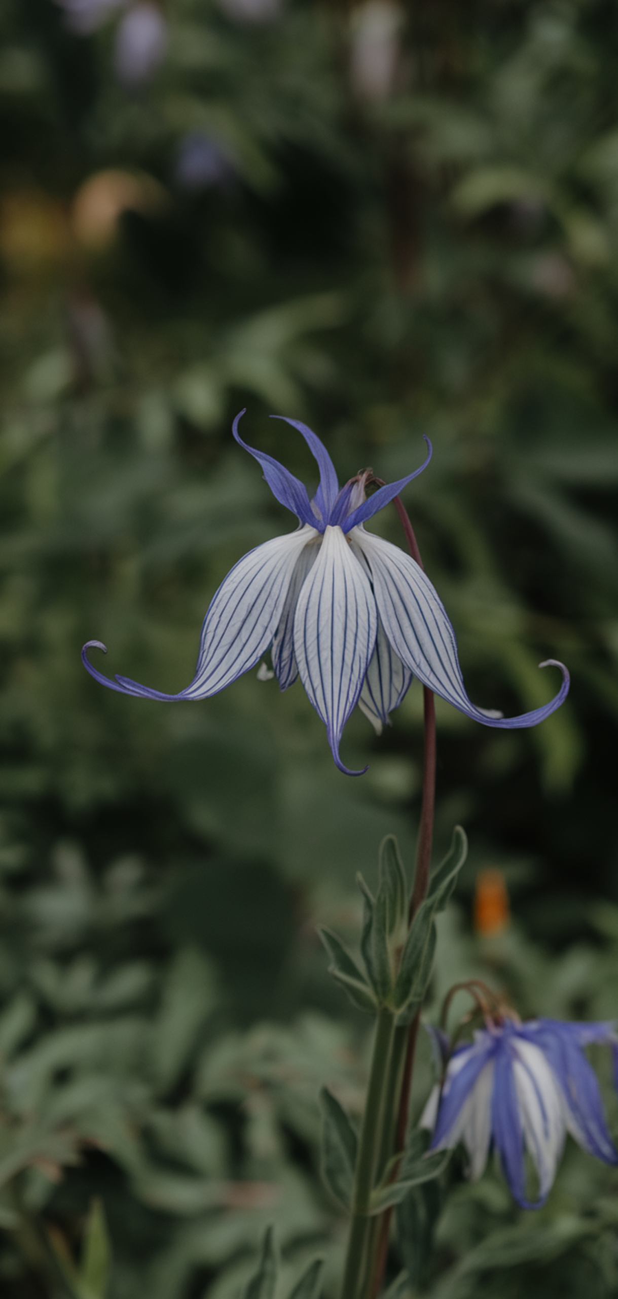 Perfect Shade-Loving Flowers You Need