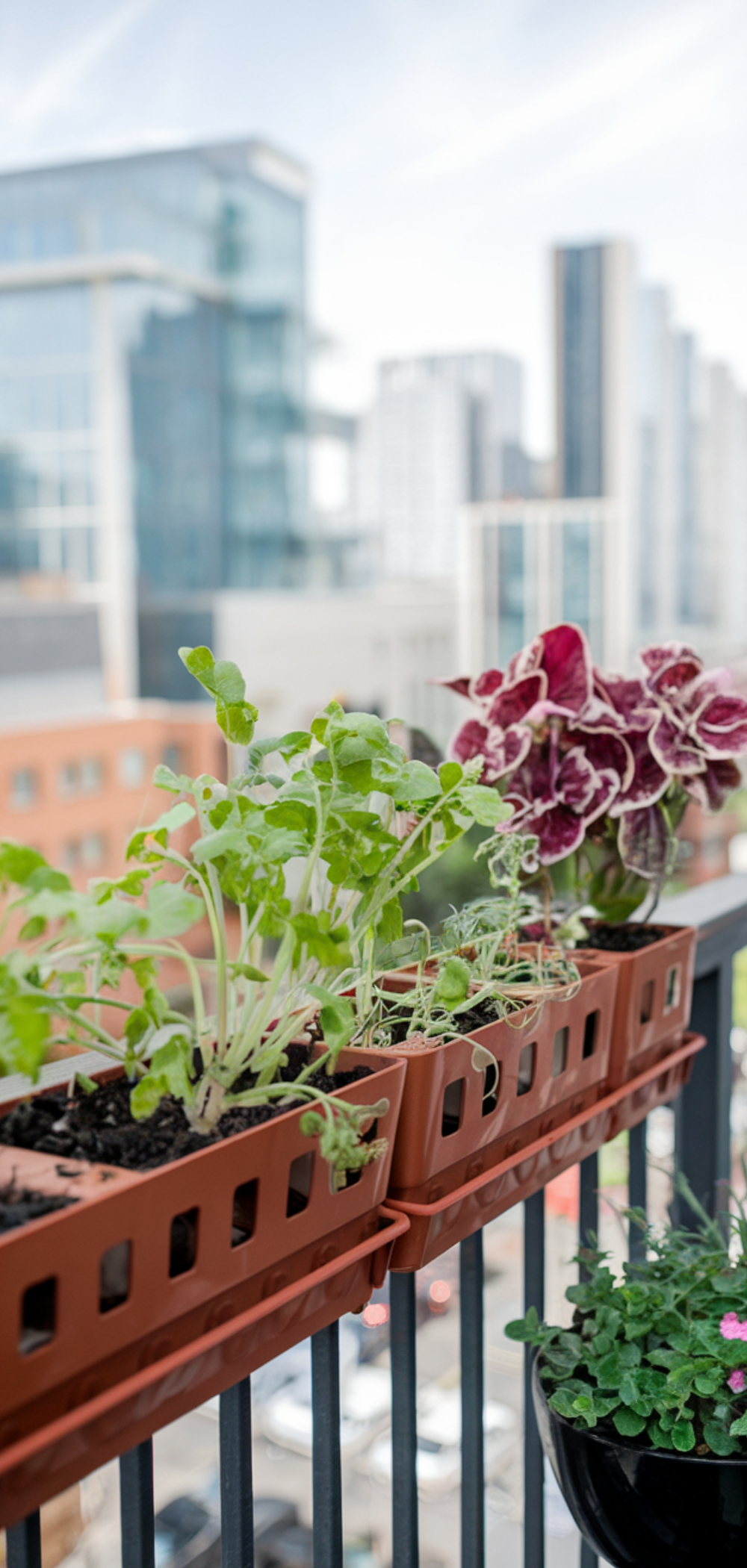 17 Creative Ways to Grow Food Everywhere