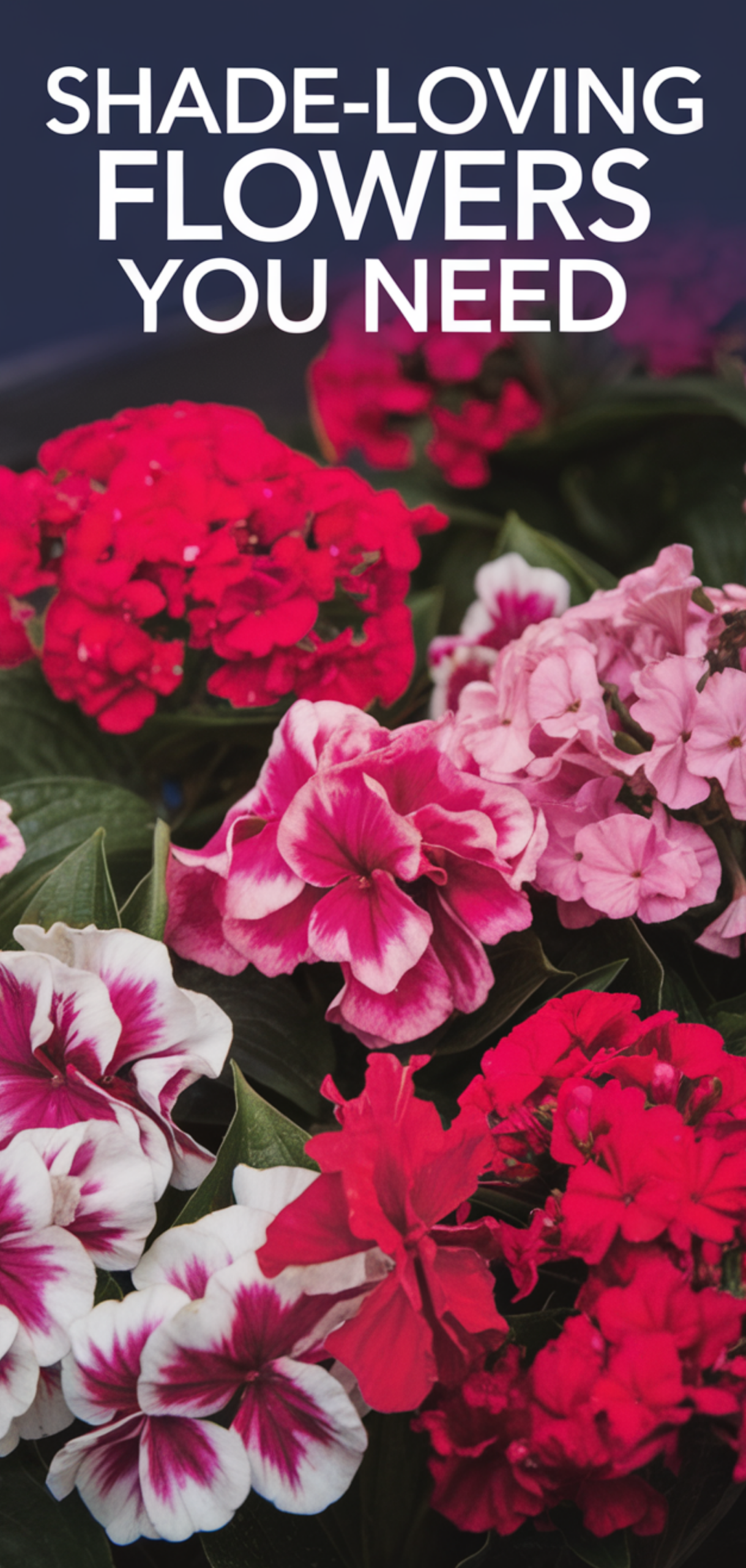 Perfect Shade-Loving Flowers You Need