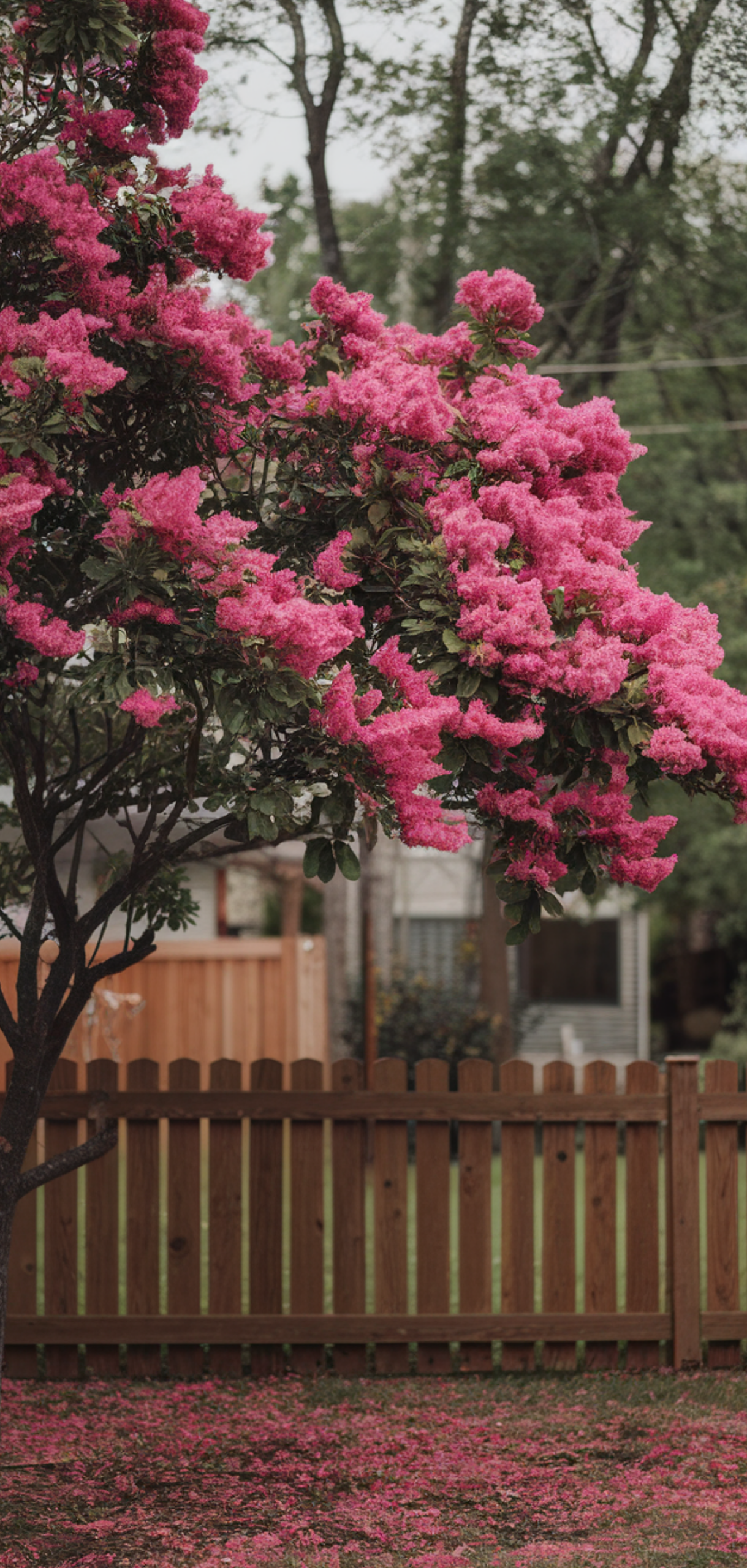 Tall Plants for Natural Shade