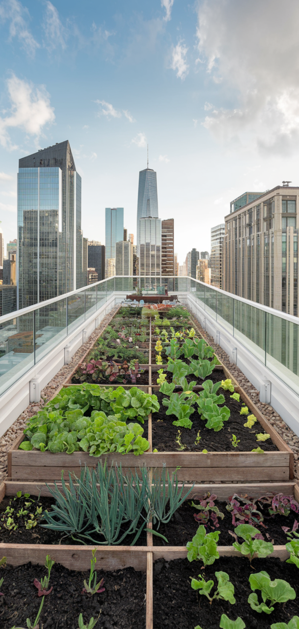 17 Creative Ways to Grow Food Everywhere