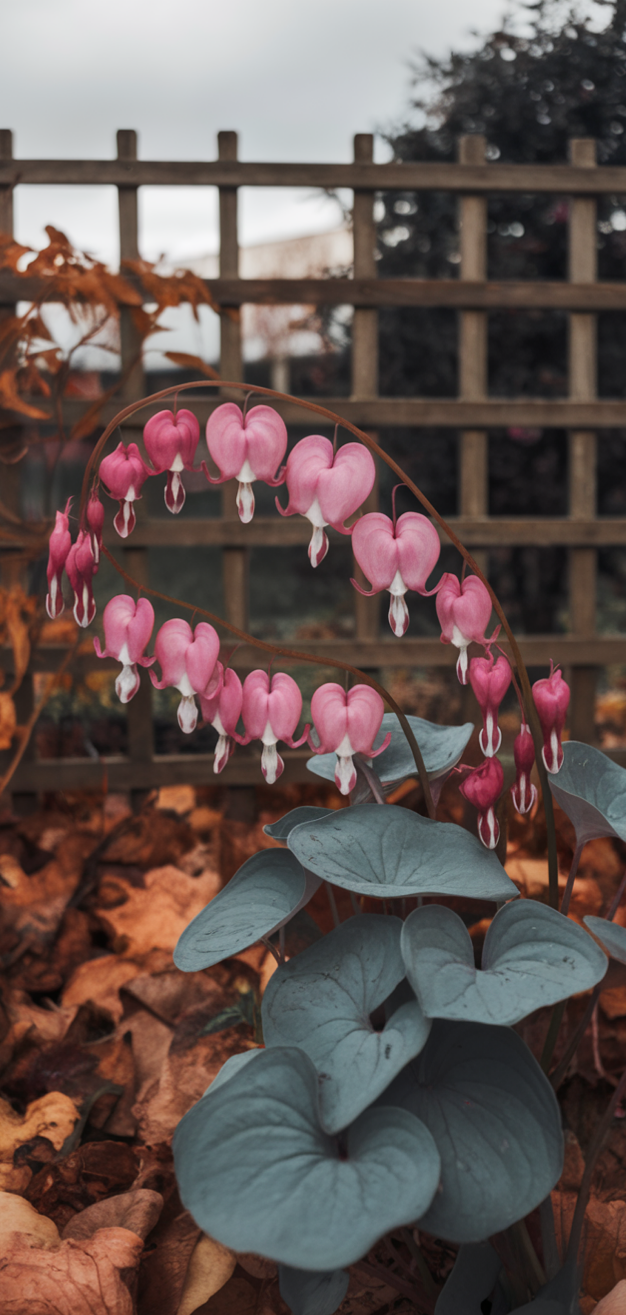 Perfect Shade-Loving Flowers You Need