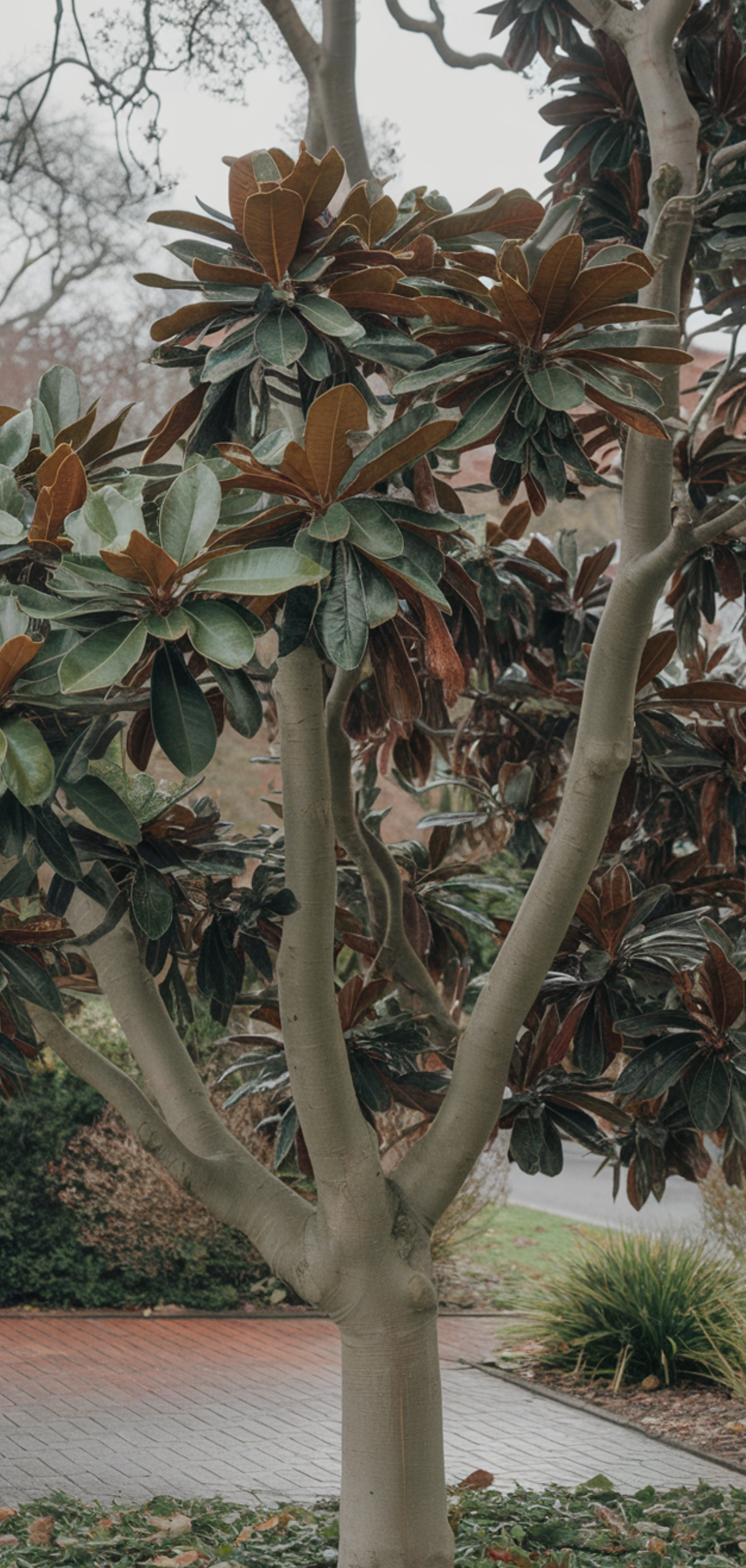 Tall Plants for Natural Shade