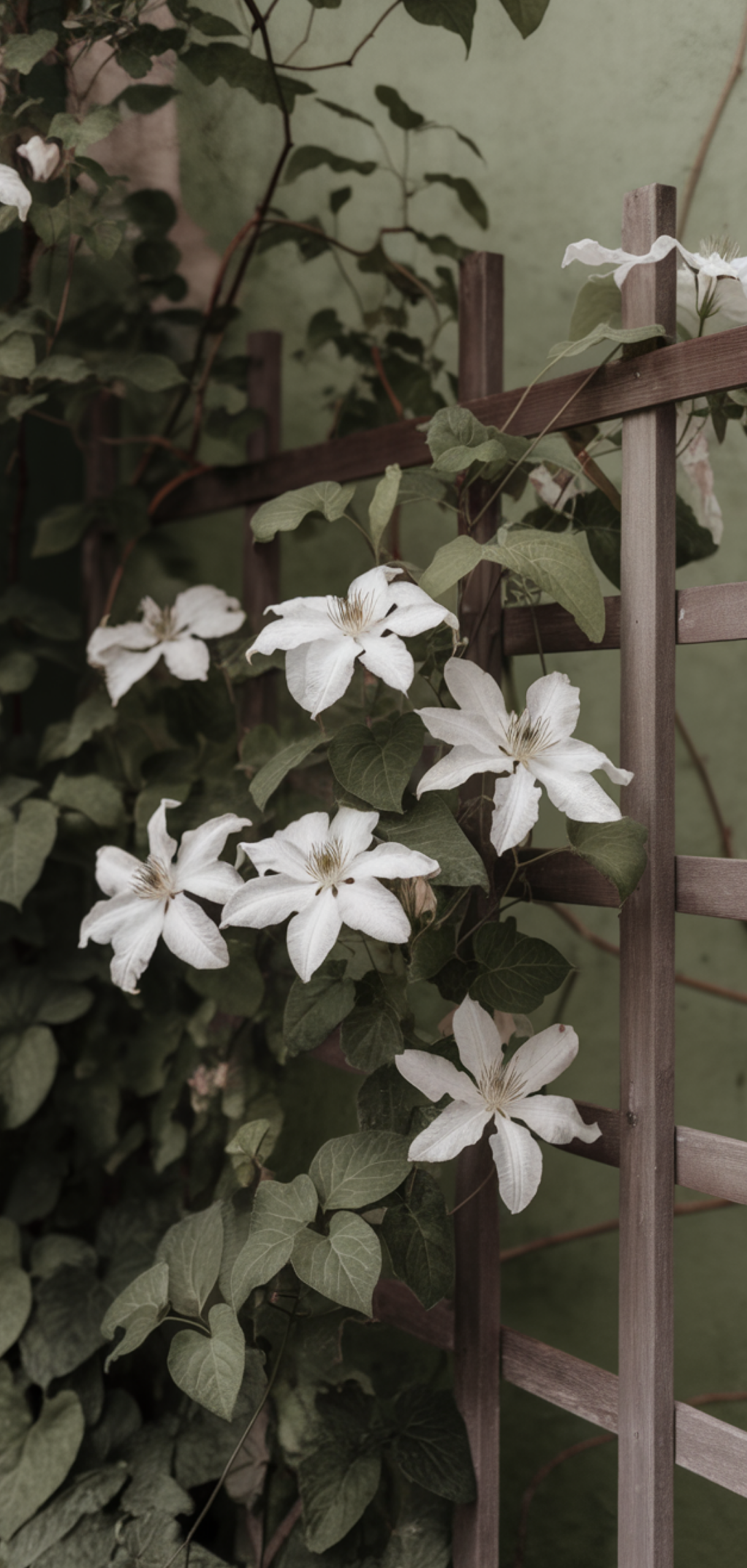 Stunning Prettiest Flowering Vines for Shade