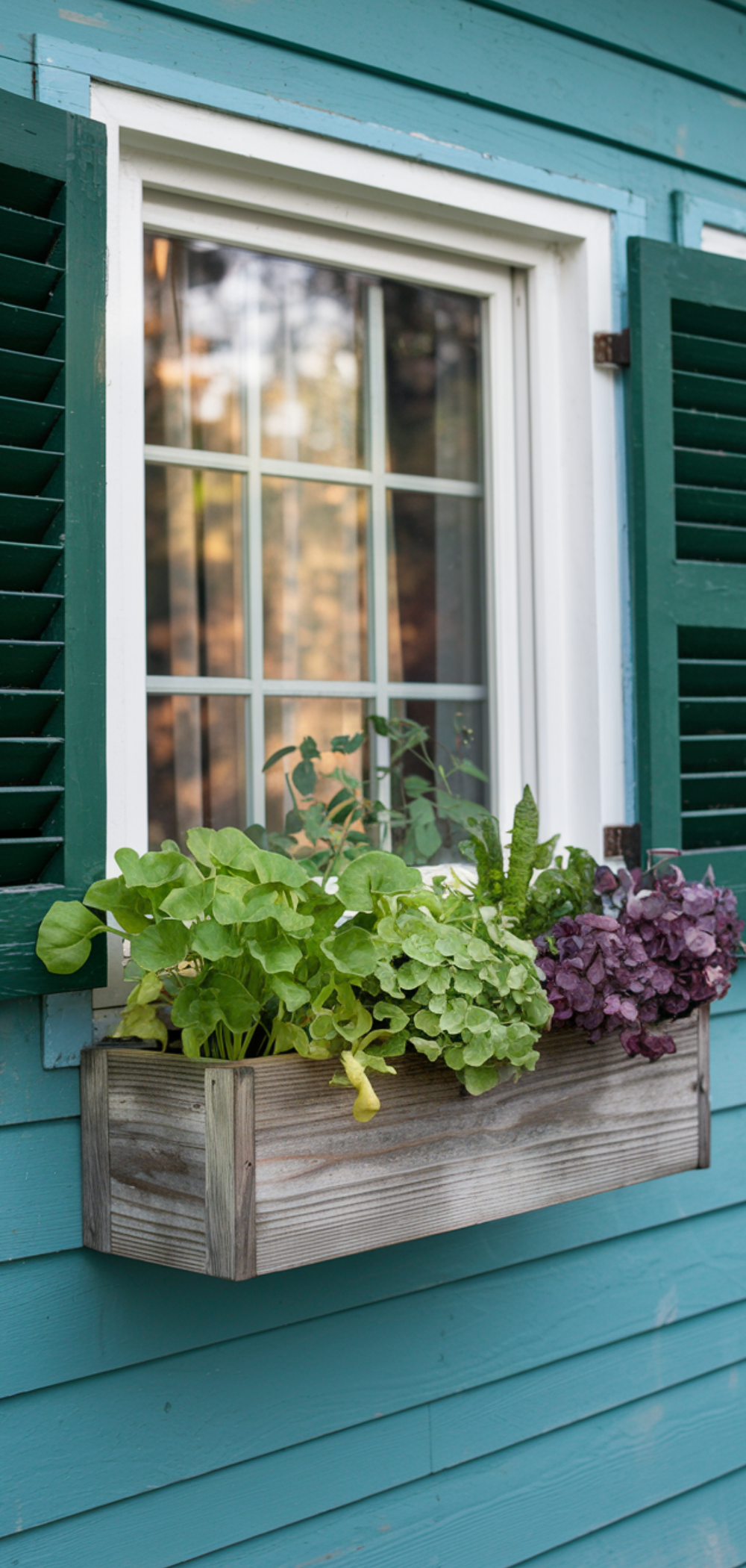 17 Creative Ways to Grow Food Everywhere