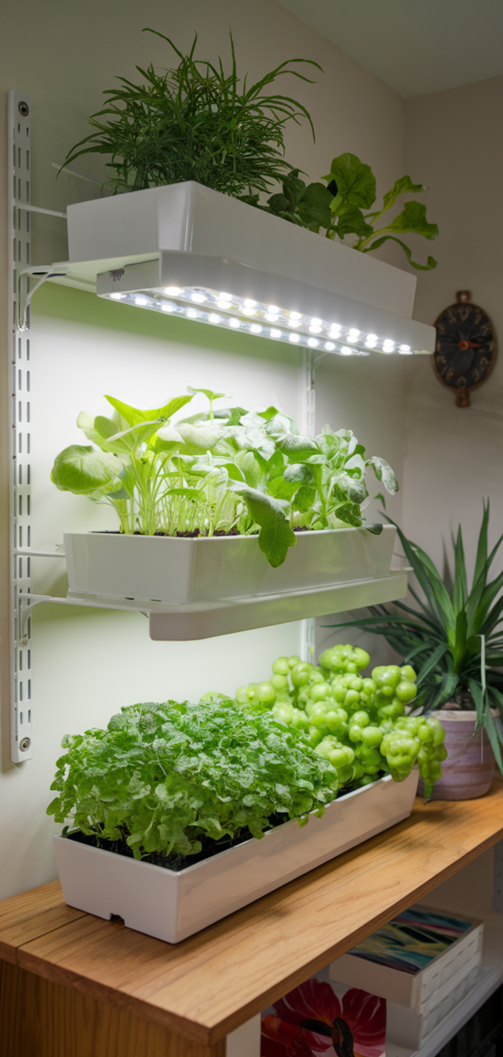 17 Creative Ways to Grow Food Everywhere