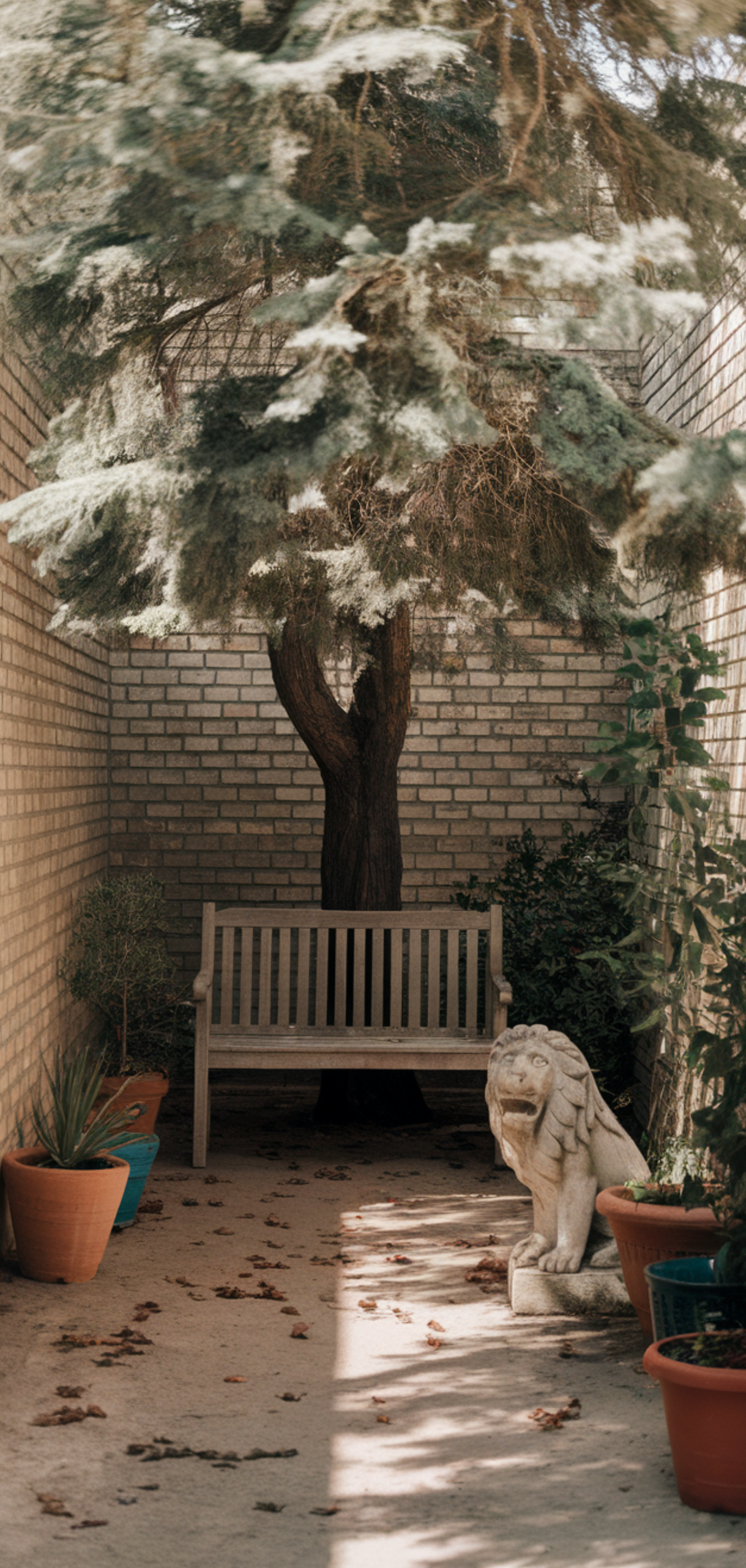 Tall Plants for Natural Shade
