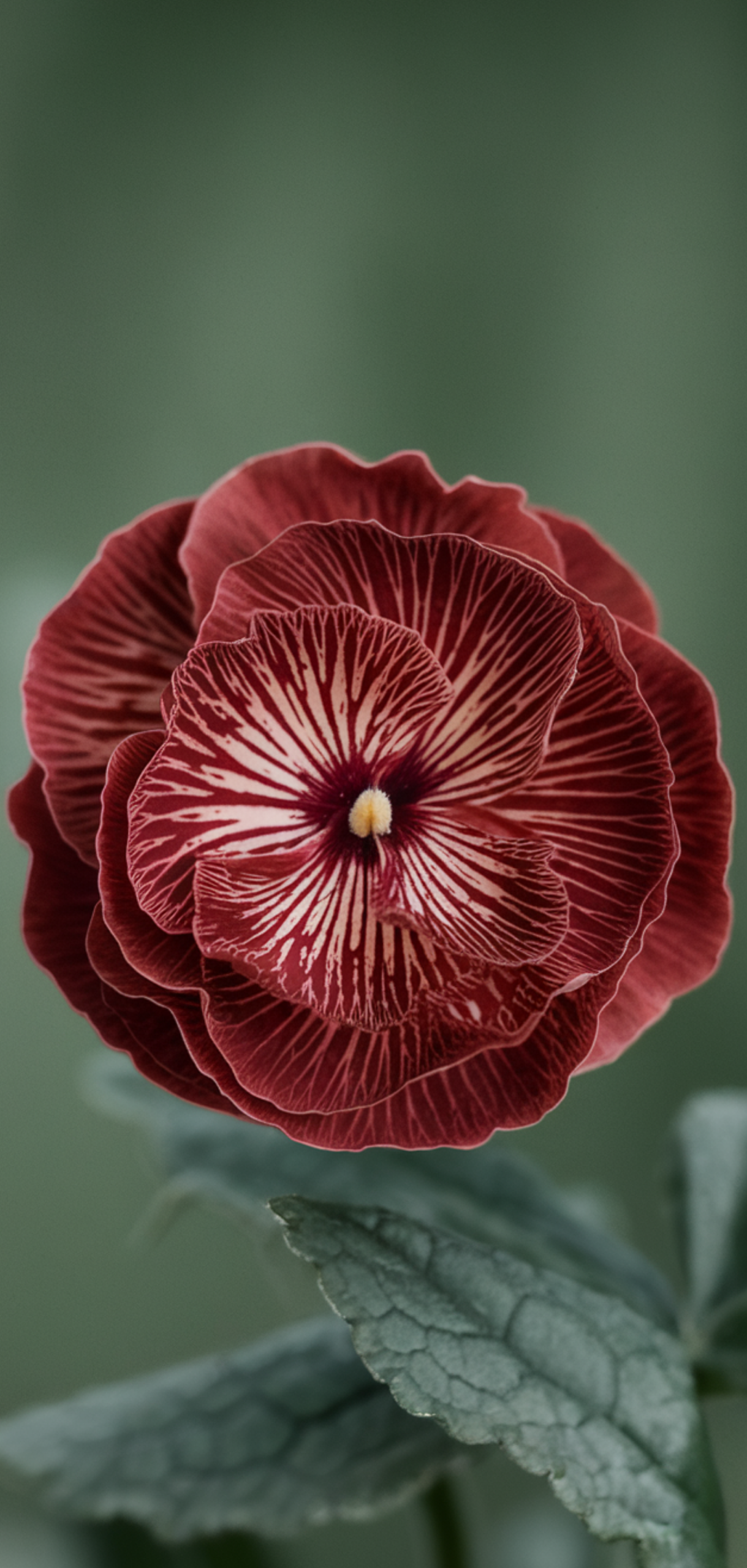 Perfect Shade-Loving Flowers You Need