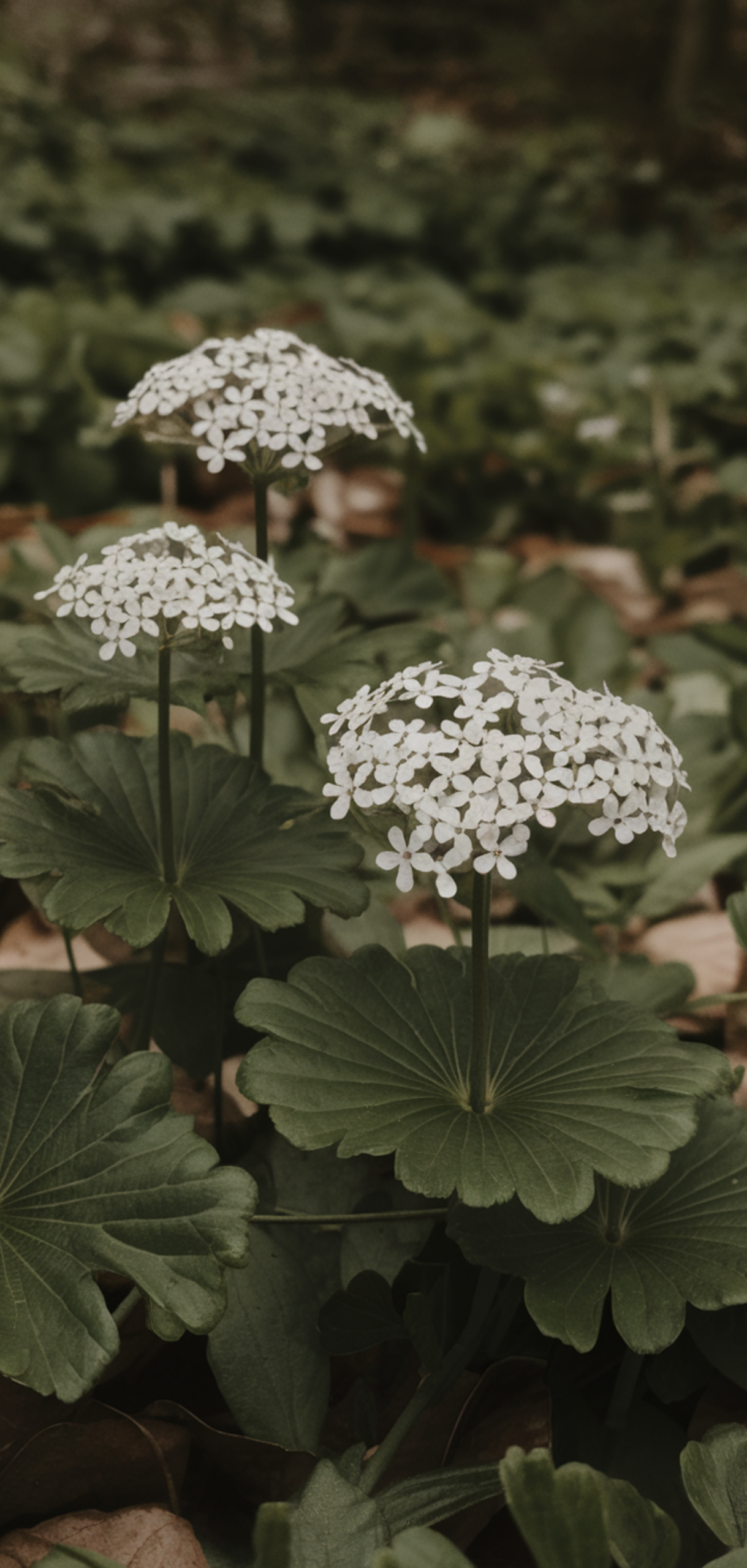 Perfect Shade-Loving Flowers You Need