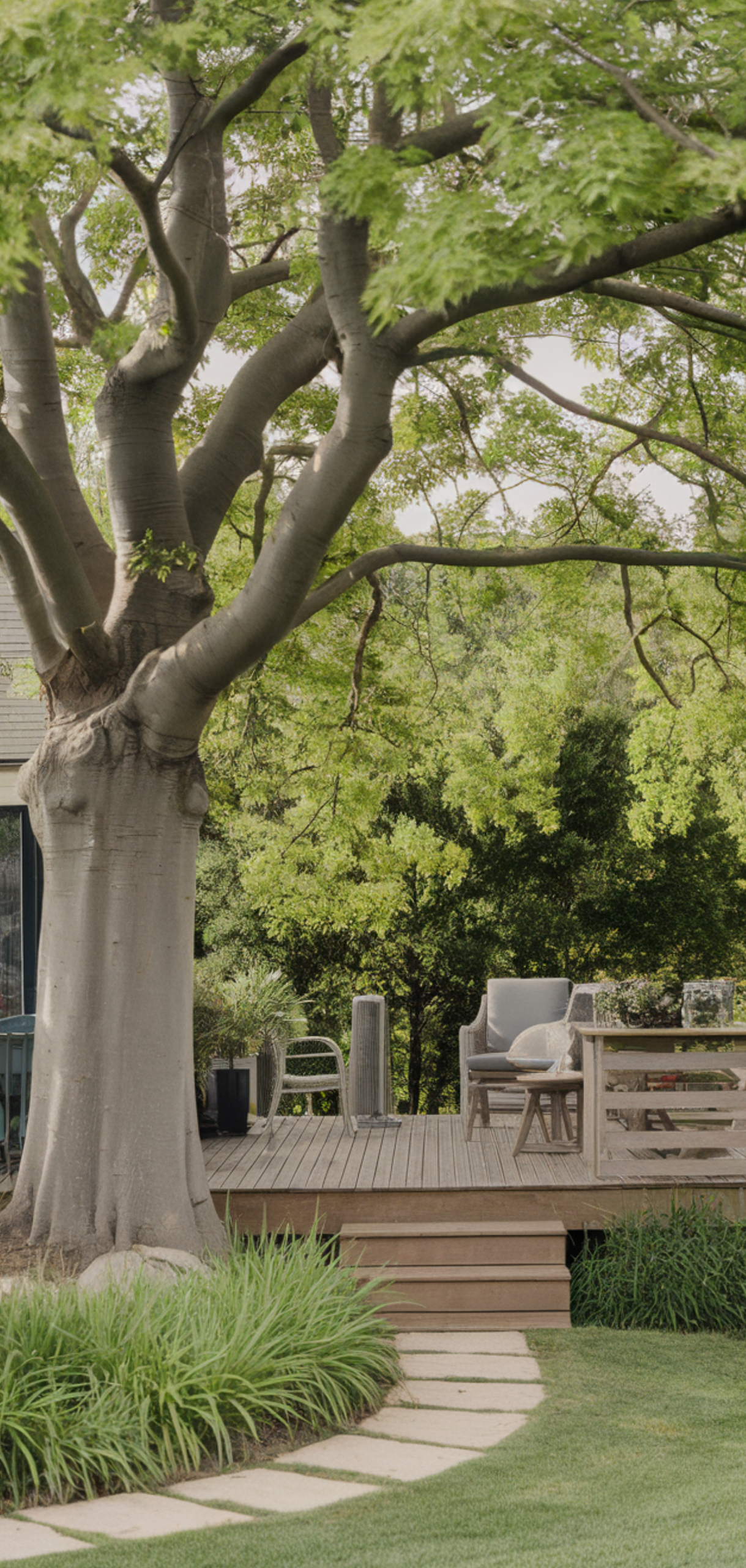 Tall Plants for Natural Shade