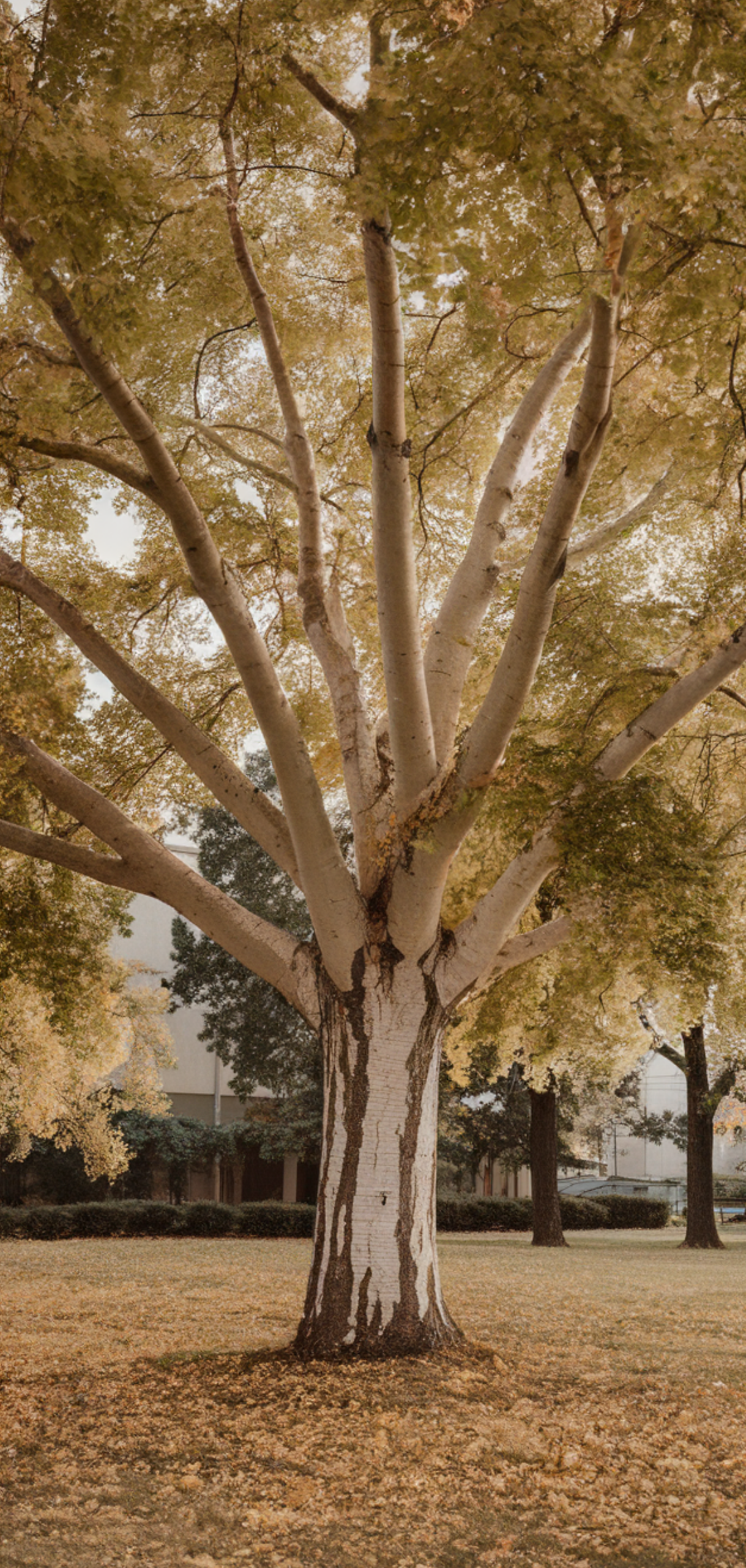 Tall Plants for Natural Shade