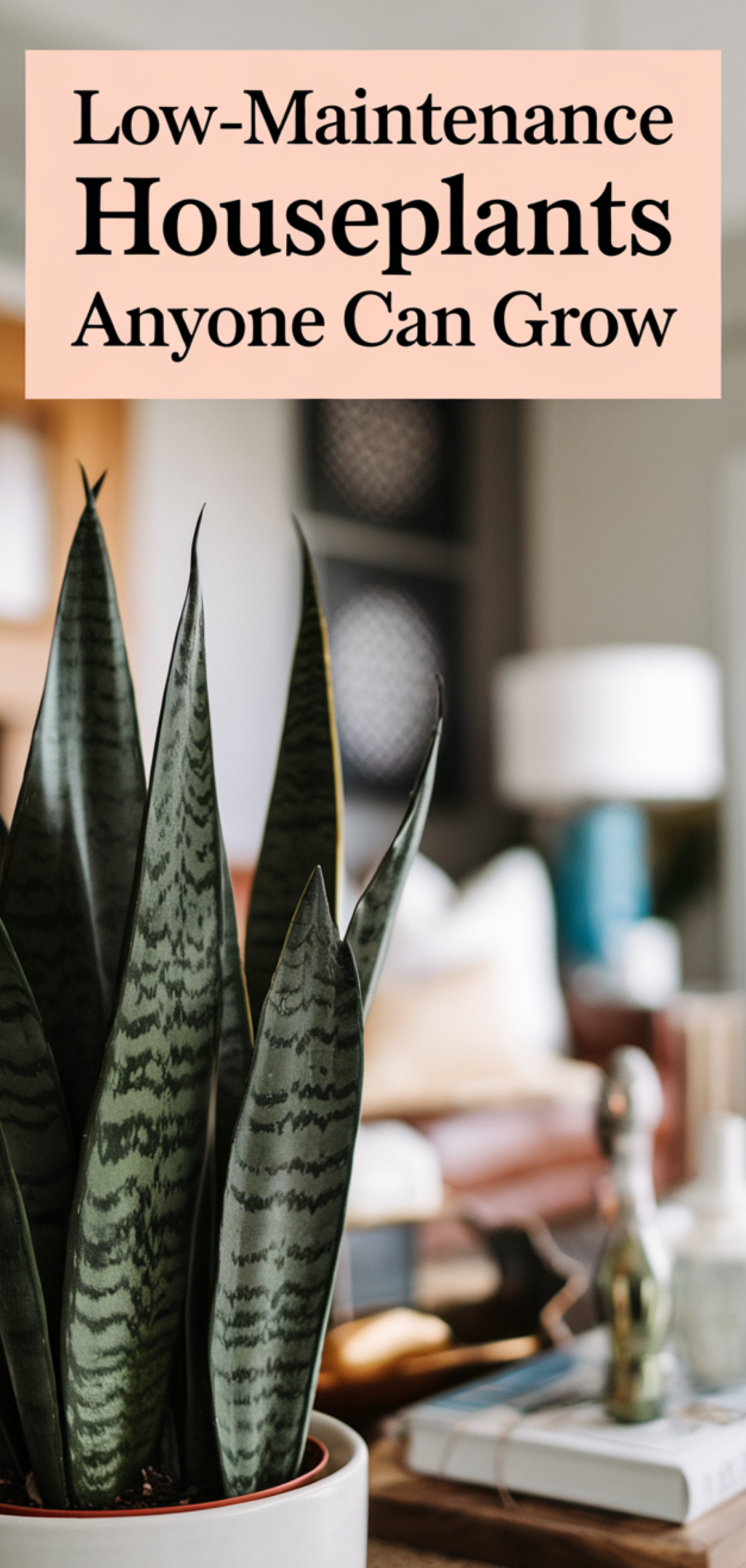 Amazing Low-Maintenance Houseplants Anyone Can Grow