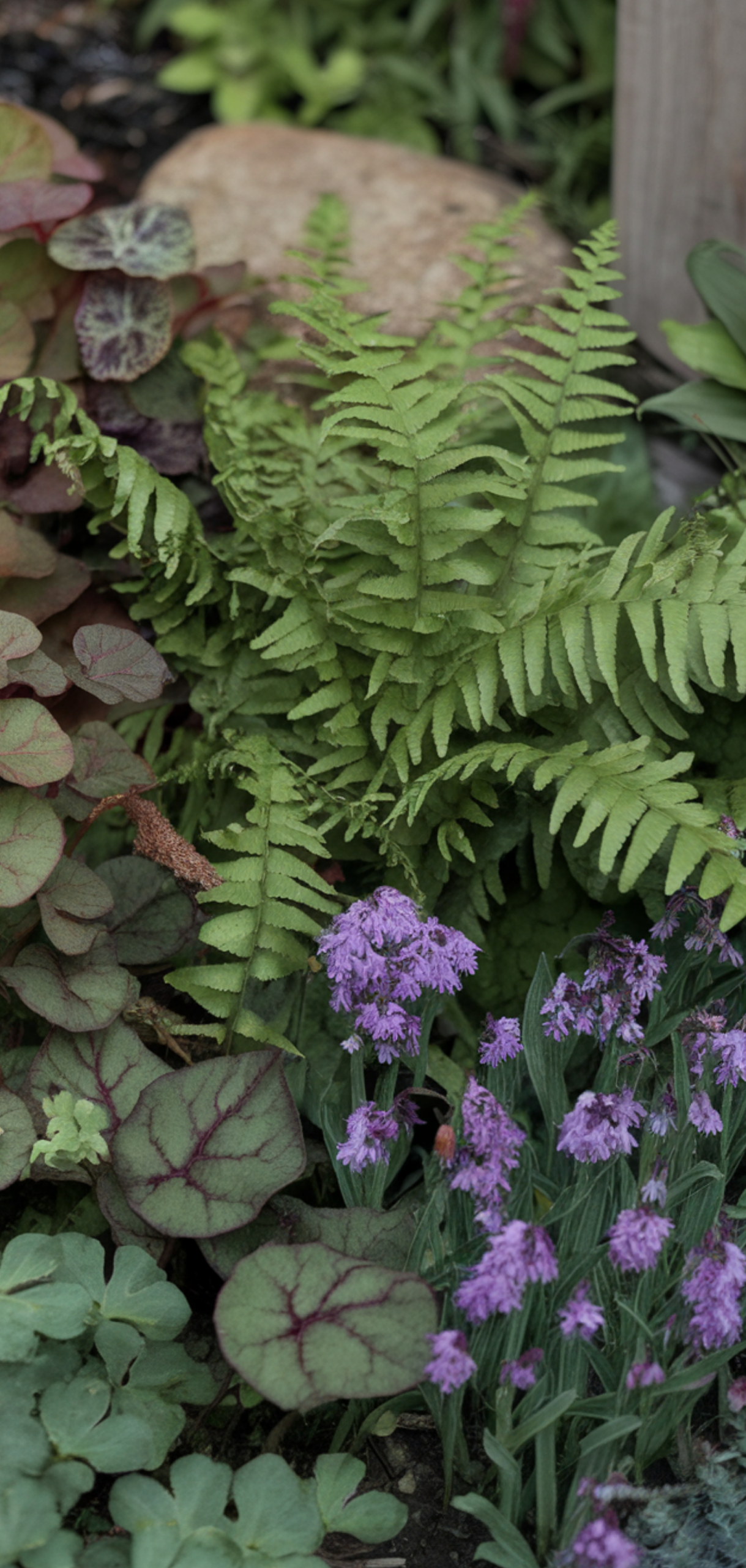 Stunning Shade-Loving Perennials That Naturally Keep Weeds Away