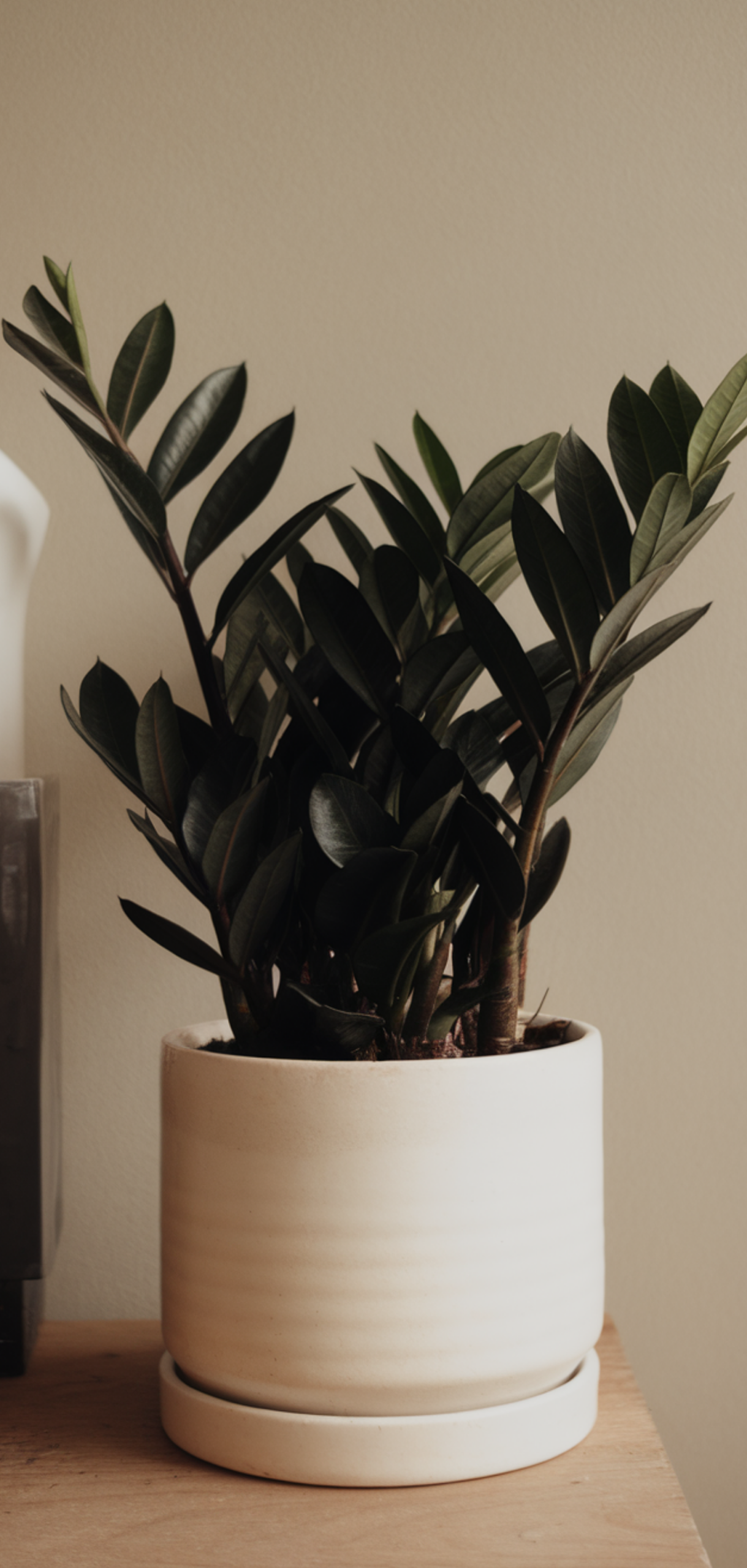 Amazing Low-Maintenance Houseplants Anyone Can Grow