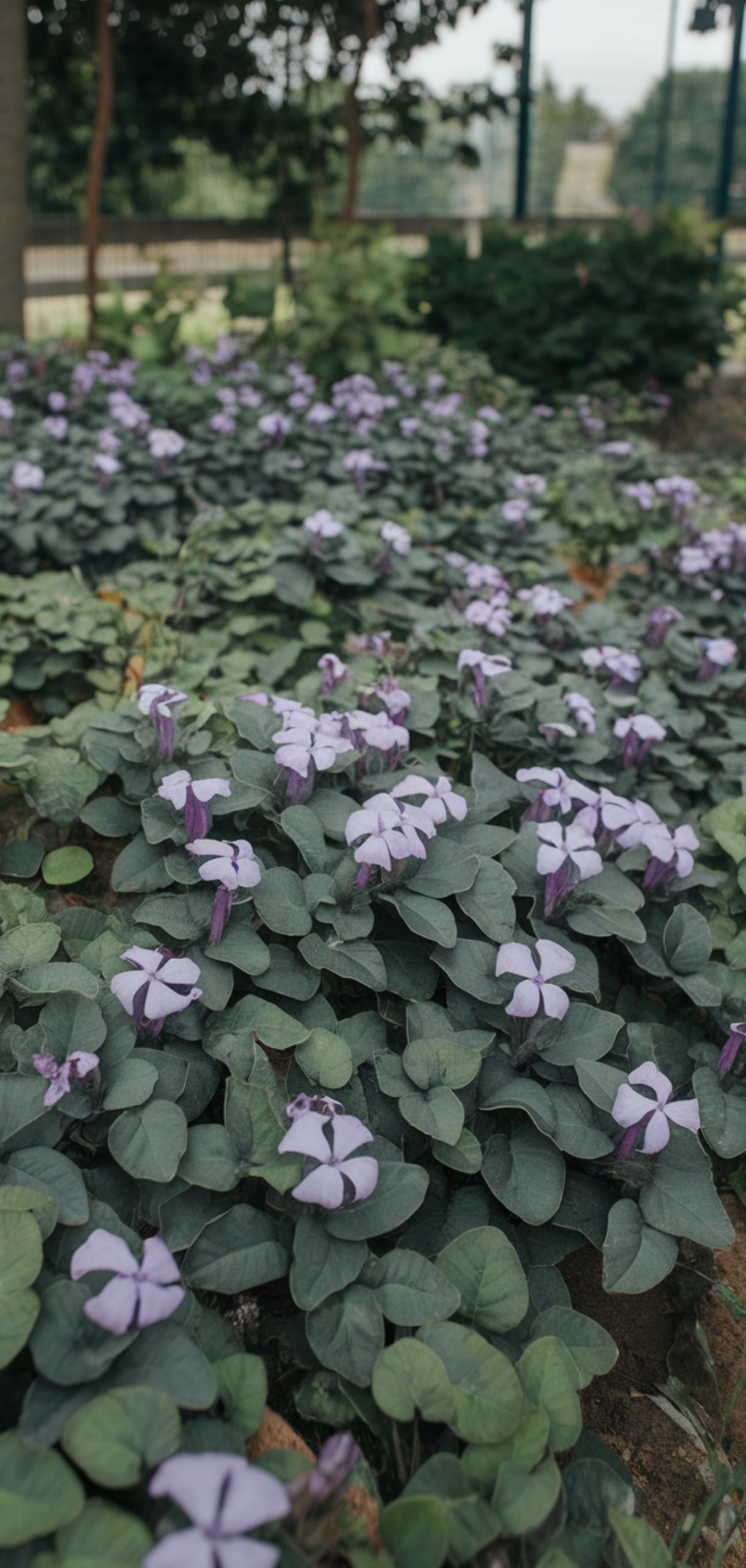 Stunning Shade-Loving Perennials That Naturally Keep Weeds Away