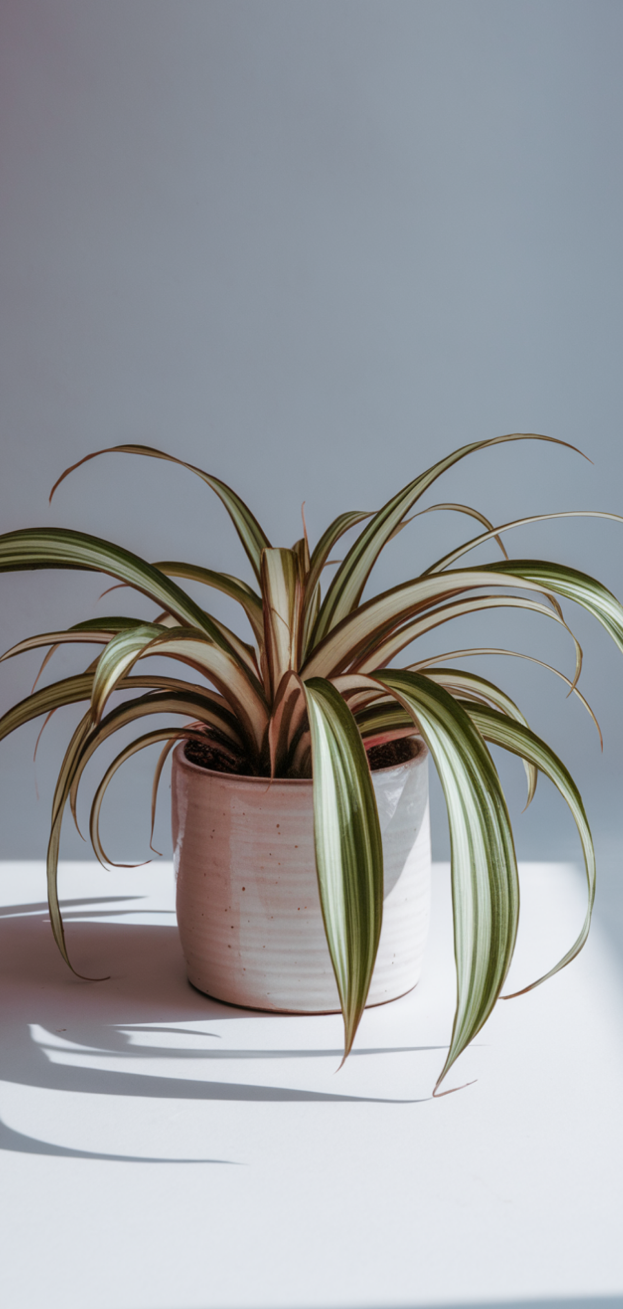 Amazing Low-Maintenance Houseplants Anyone Can Grow
