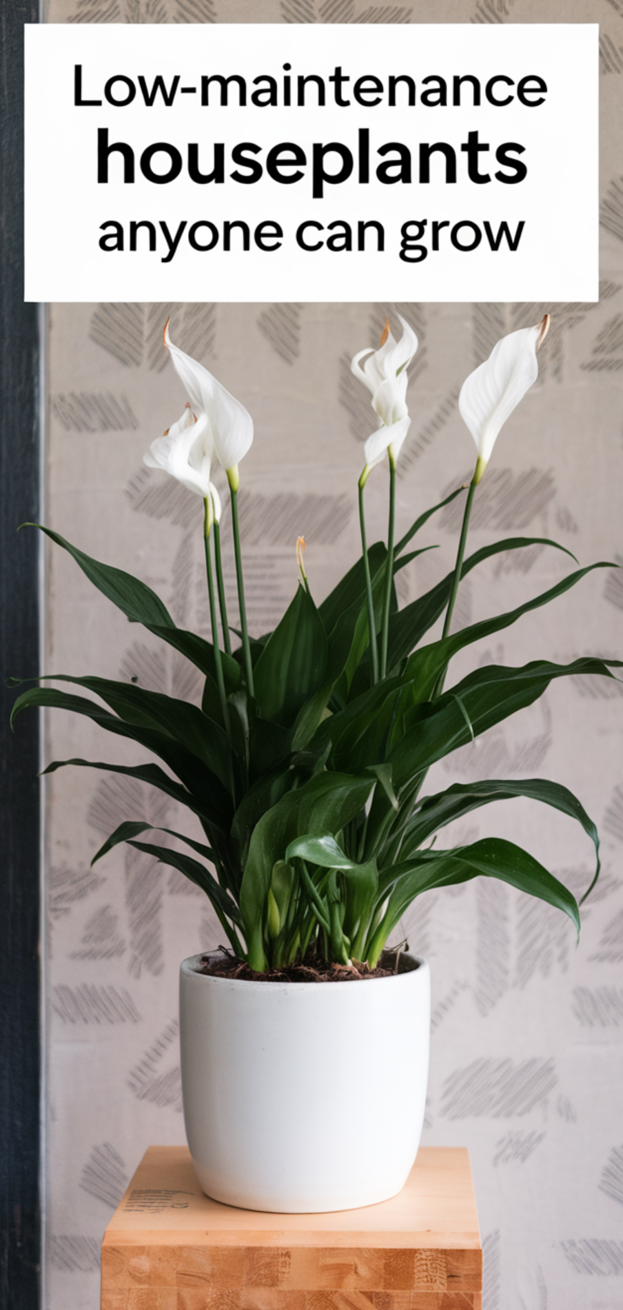 Amazing Low-Maintenance Houseplants Anyone Can Grow