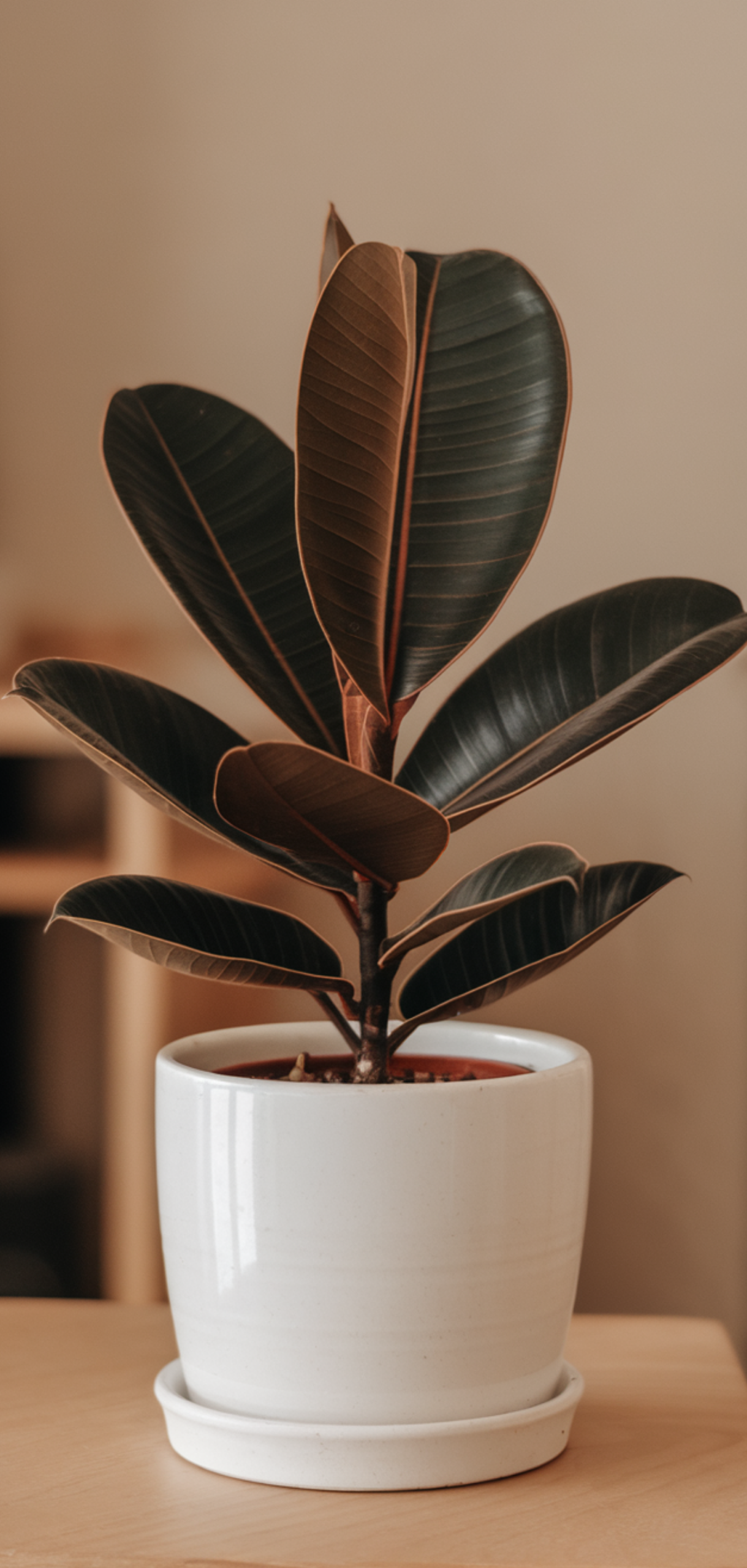 Amazing Low-Maintenance Houseplants Anyone Can Grow
