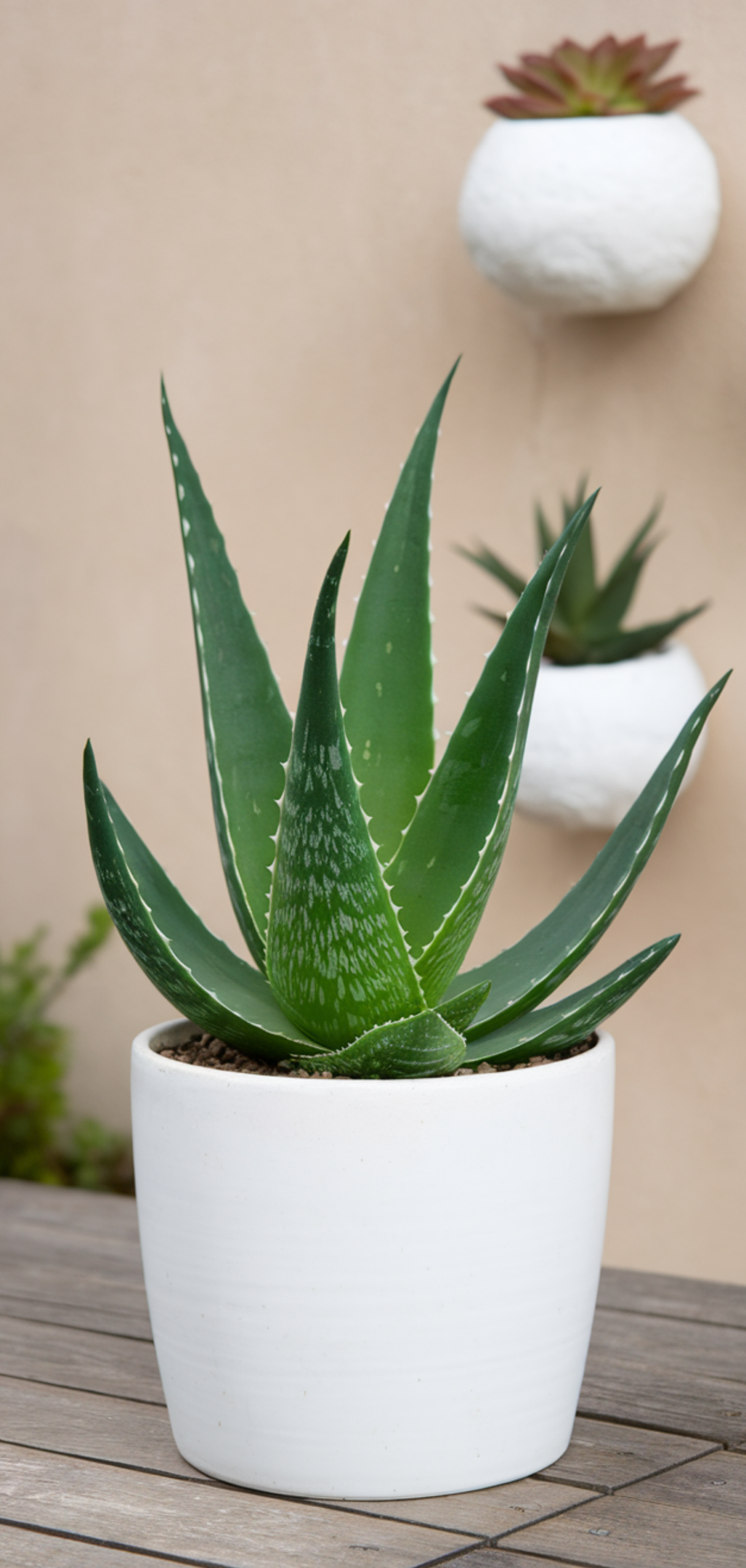 Amazing Low-Maintenance Houseplants Anyone Can Grow