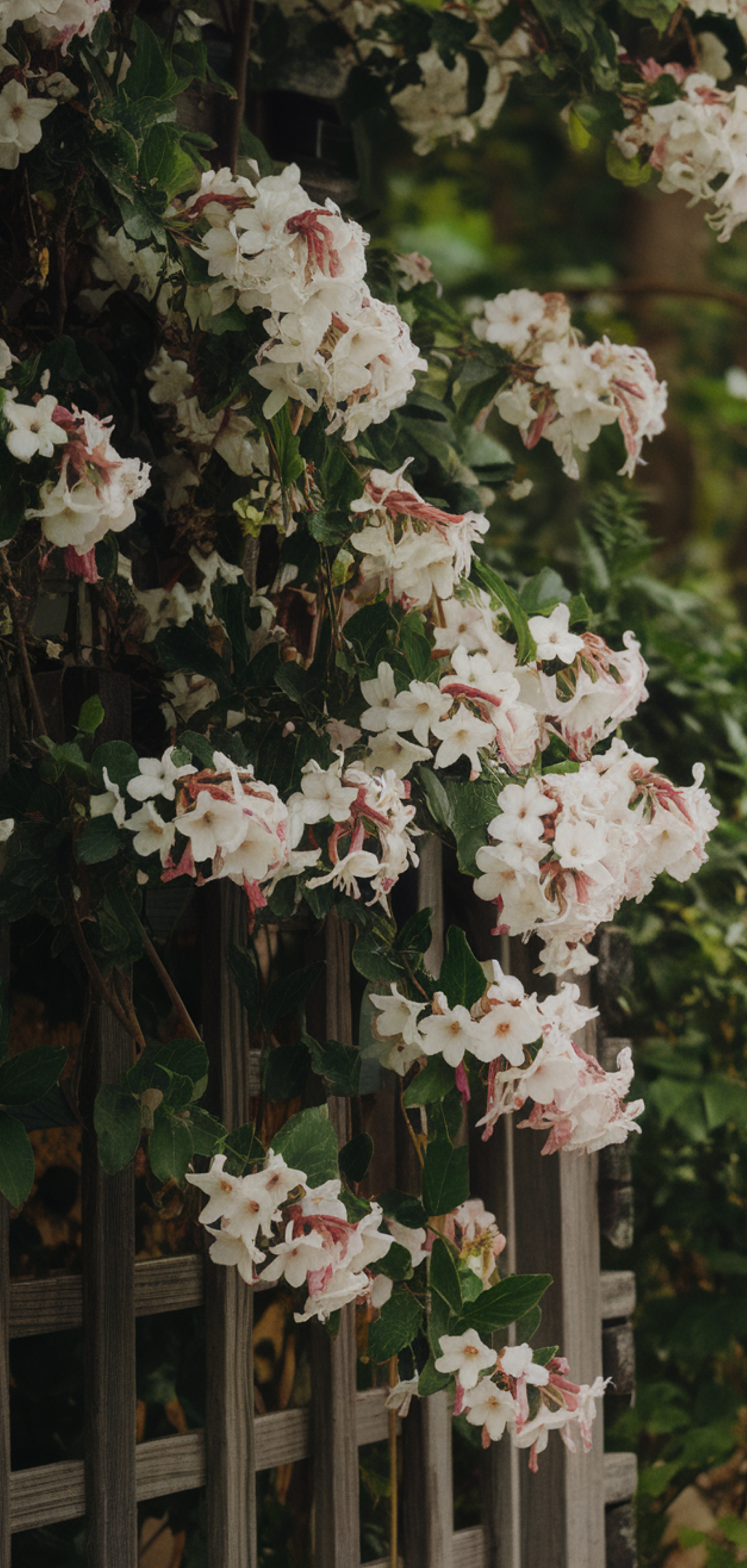Stunning Prettiest Flowering Vines for Shade