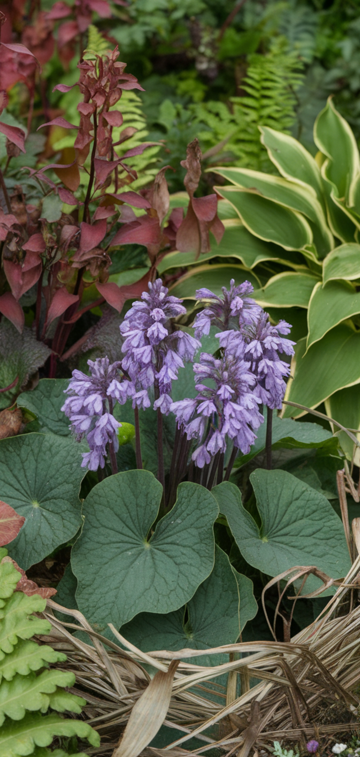 Stunning Shade-Loving Perennials That Naturally Keep Weeds Away