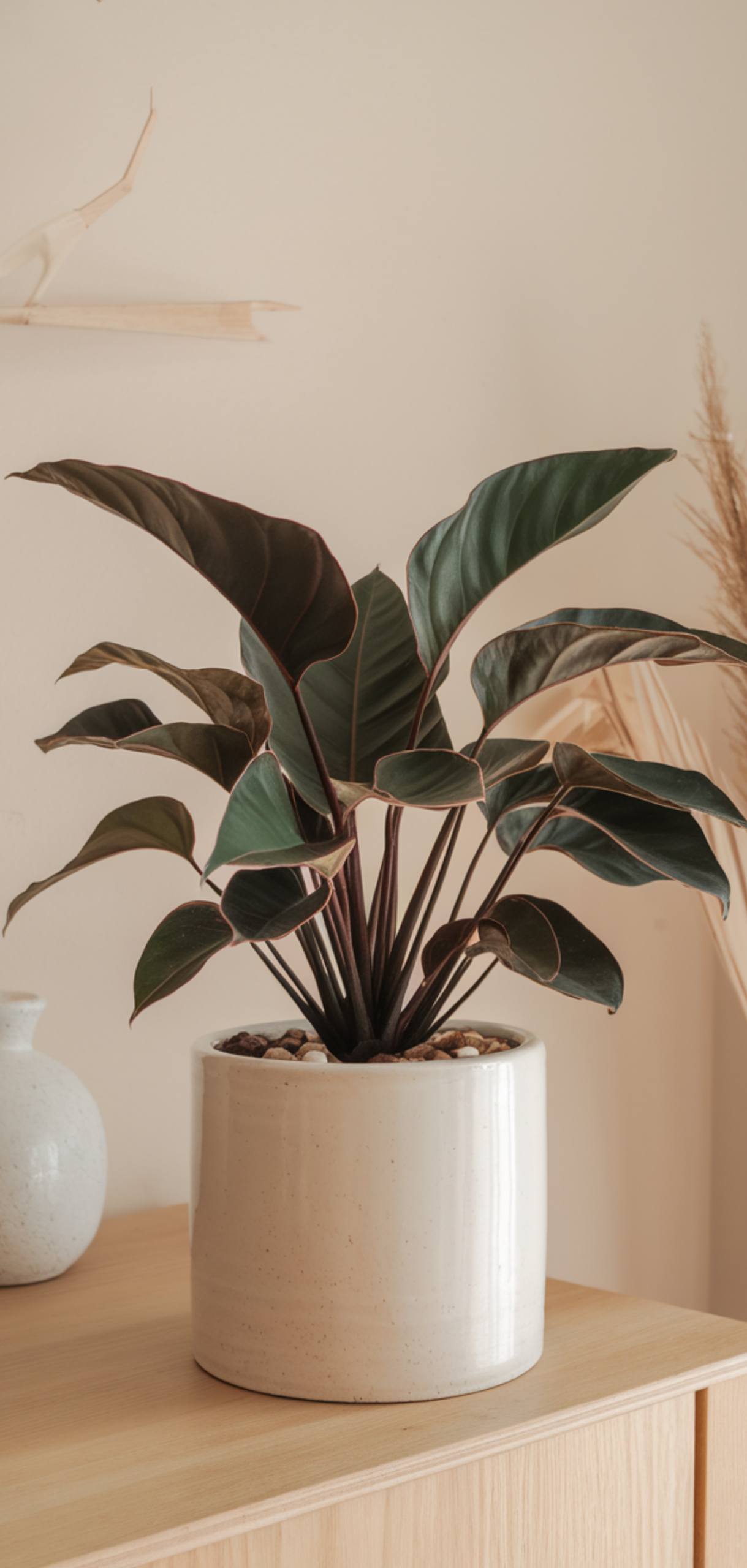 Amazing Low-Maintenance Houseplants Anyone Can Grow