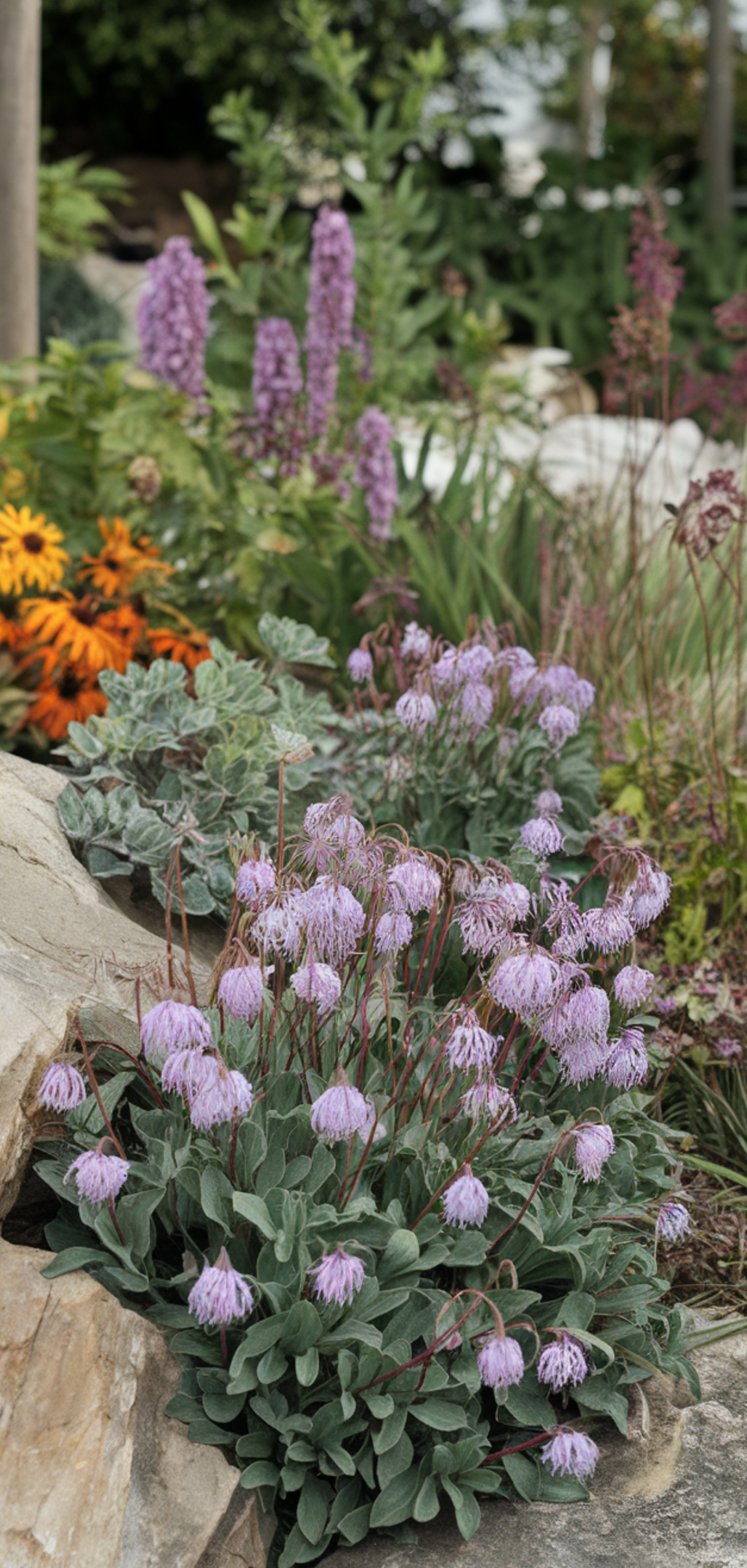 Stunning Shade-Loving Perennials That Naturally Keep Weeds Away