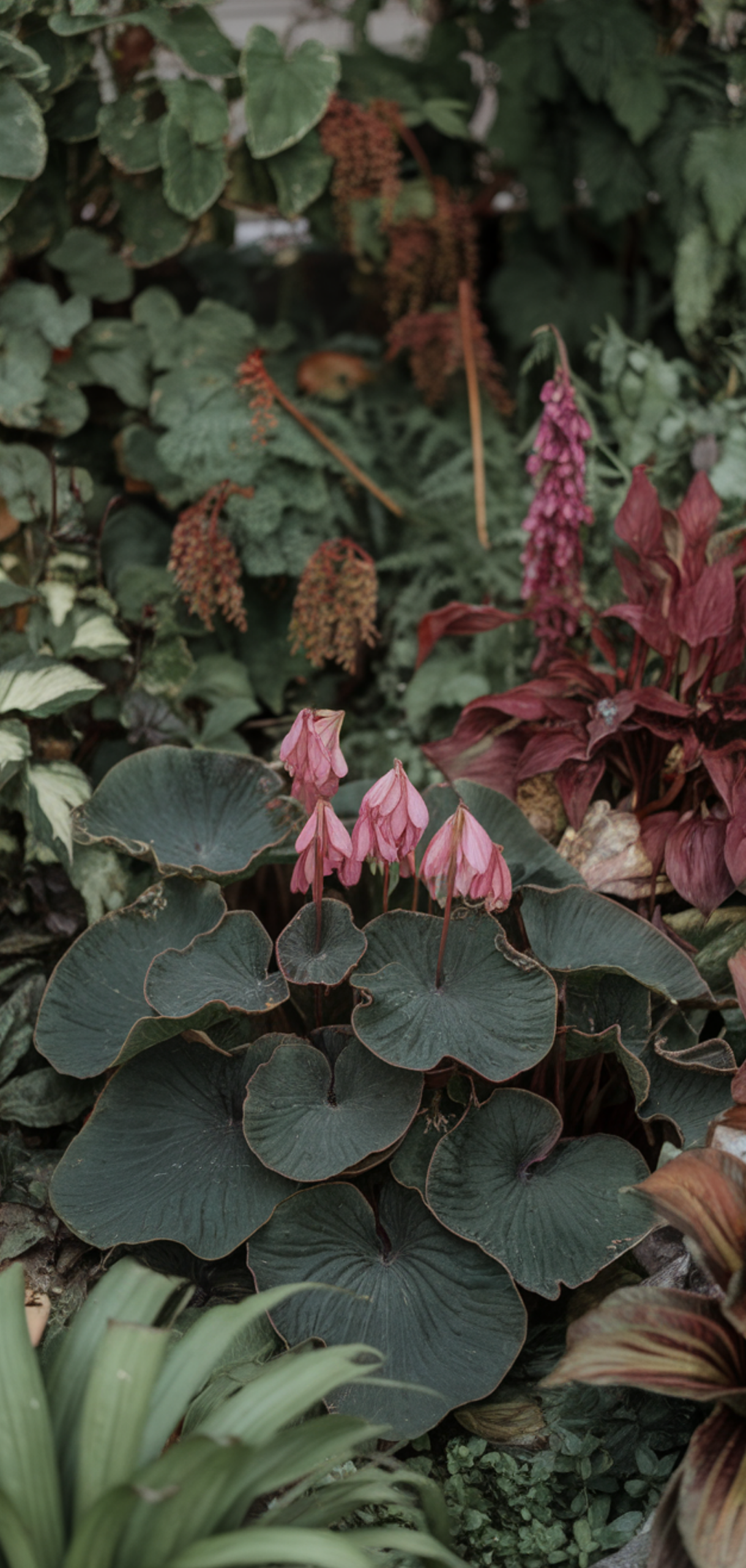 Stunning Shade-Loving Perennials That Naturally Keep Weeds Away