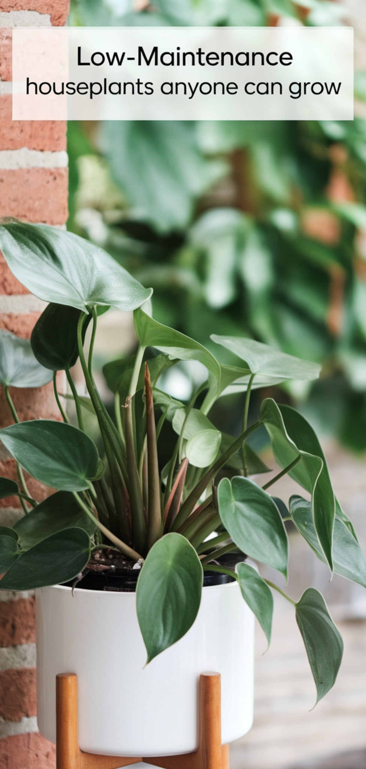 Amazing Low-Maintenance Houseplants Anyone Can Grow