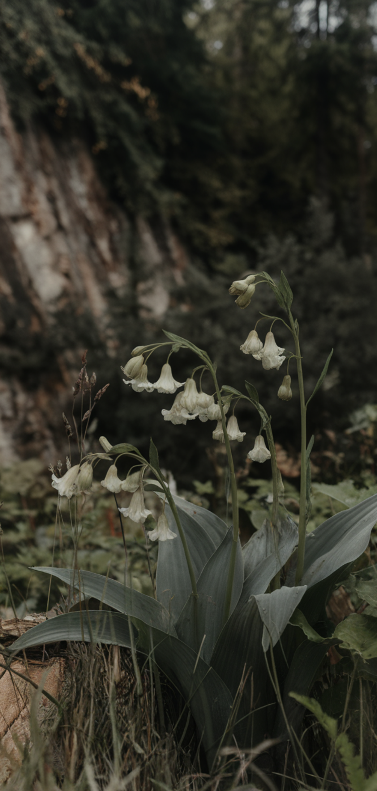 Stunning Shade-Loving Perennials That Naturally Keep Weeds Away