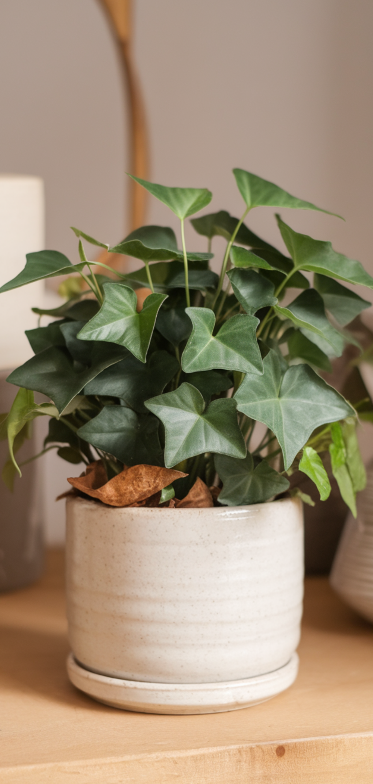 Amazing Low-Maintenance Houseplants Anyone Can Grow