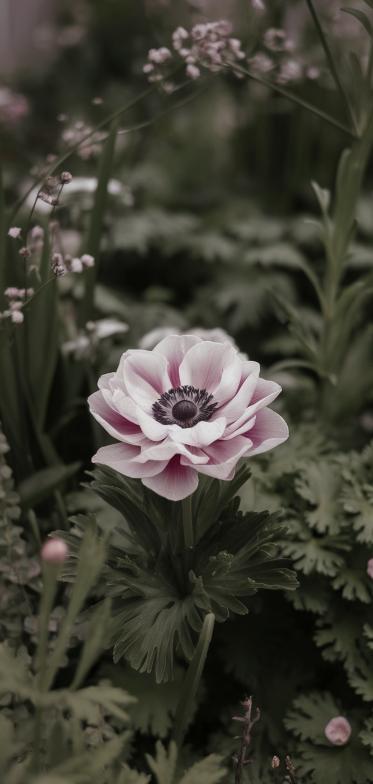 Stunning Shade-Loving Perennials That Naturally Keep Weeds Away