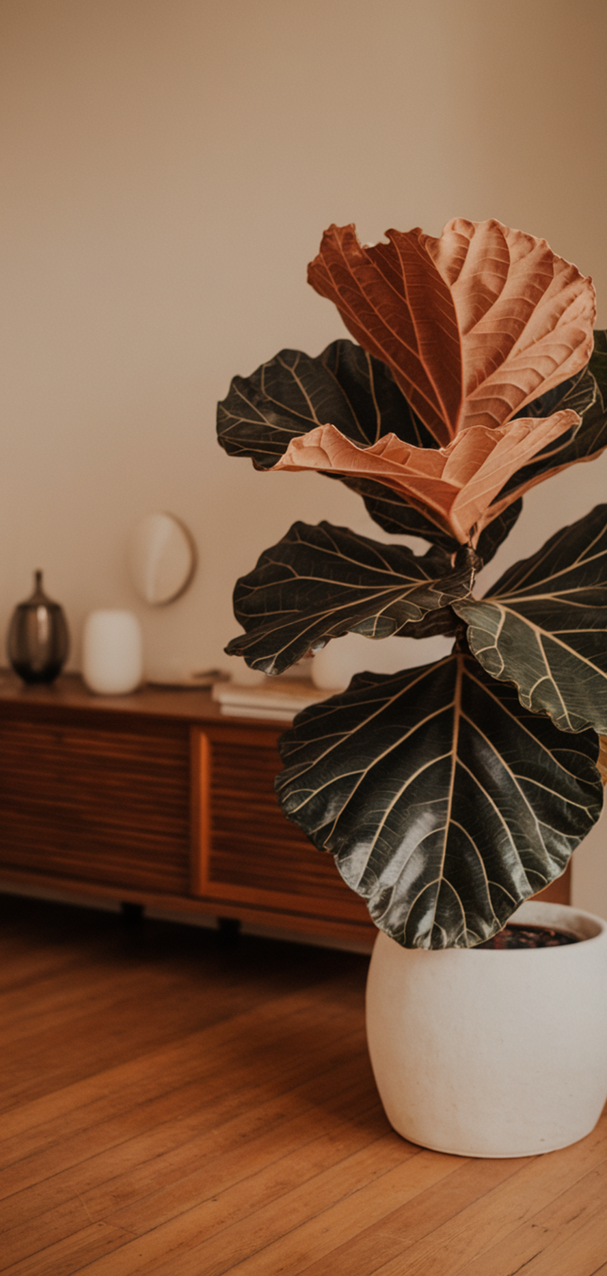 Amazing Low-Maintenance Houseplants Anyone Can Grow