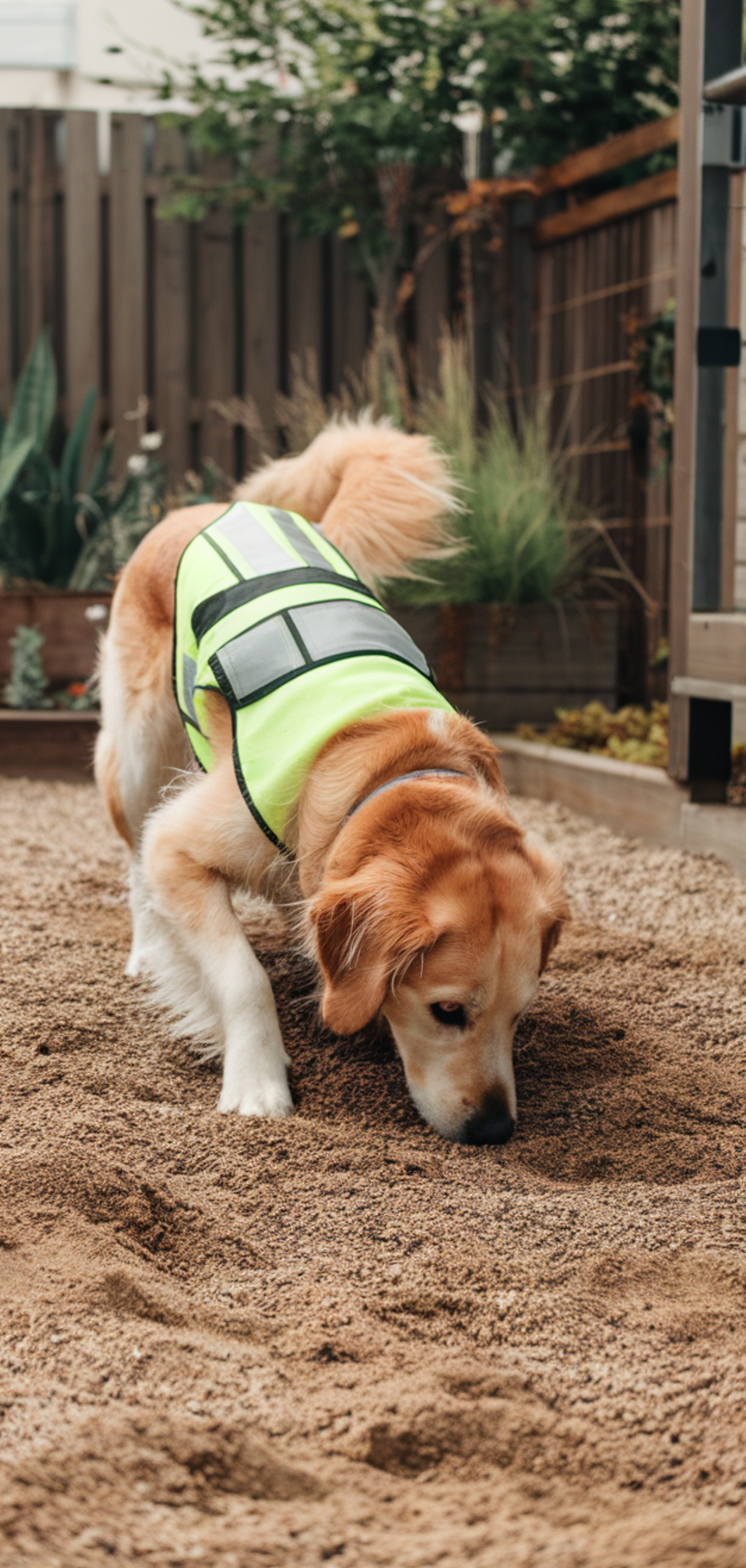 Best Dog Friendly Backyard