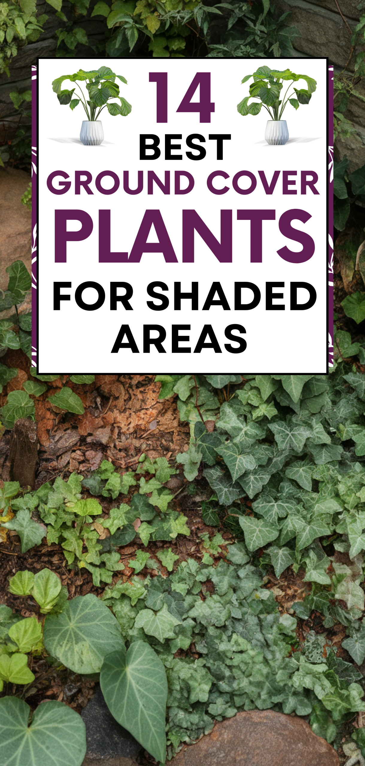 Best Ground Cover Plants for Shaded Areas