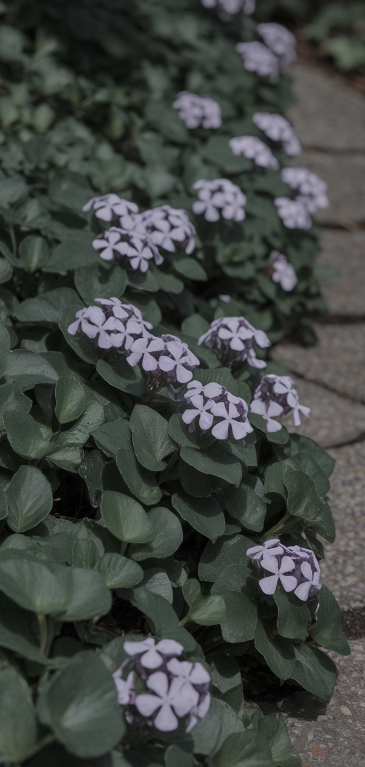 Best Ground Cover Plants for Shaded Areas