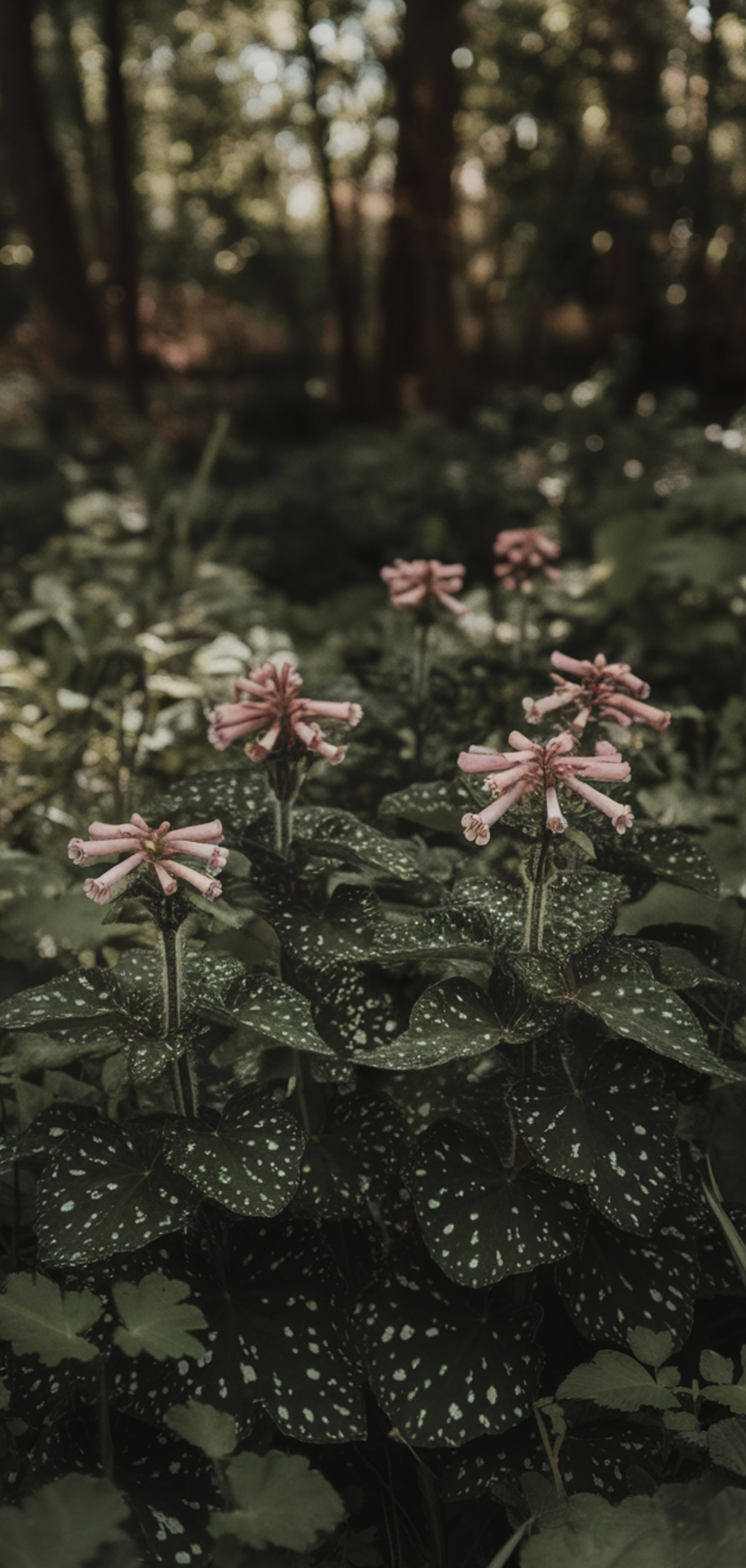 Best Ground Cover Plants for Shaded Areas