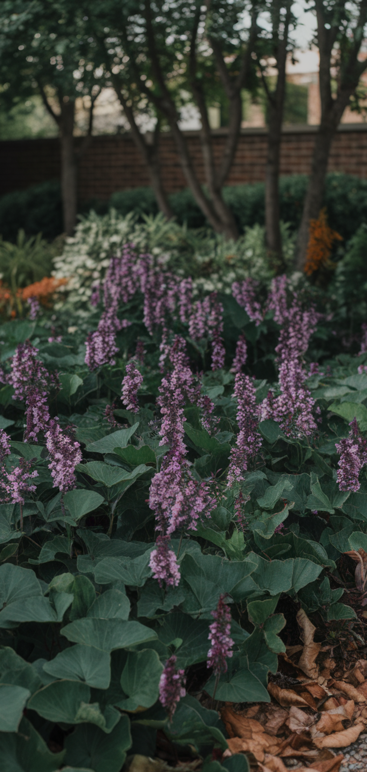 Best Ground Cover Plants for Shaded Areas