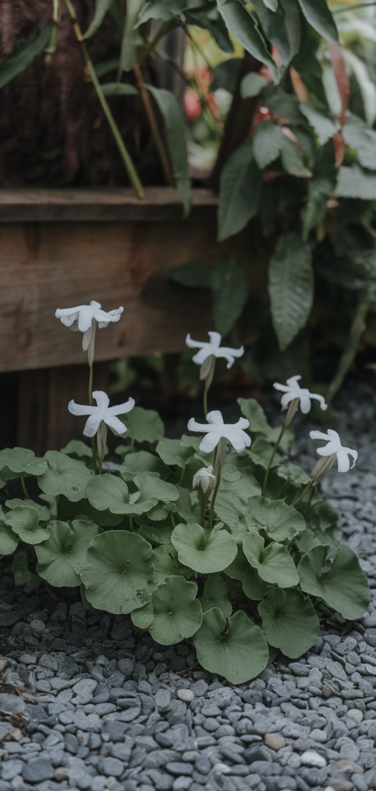 Best Ground Cover Plants for Shaded Areas