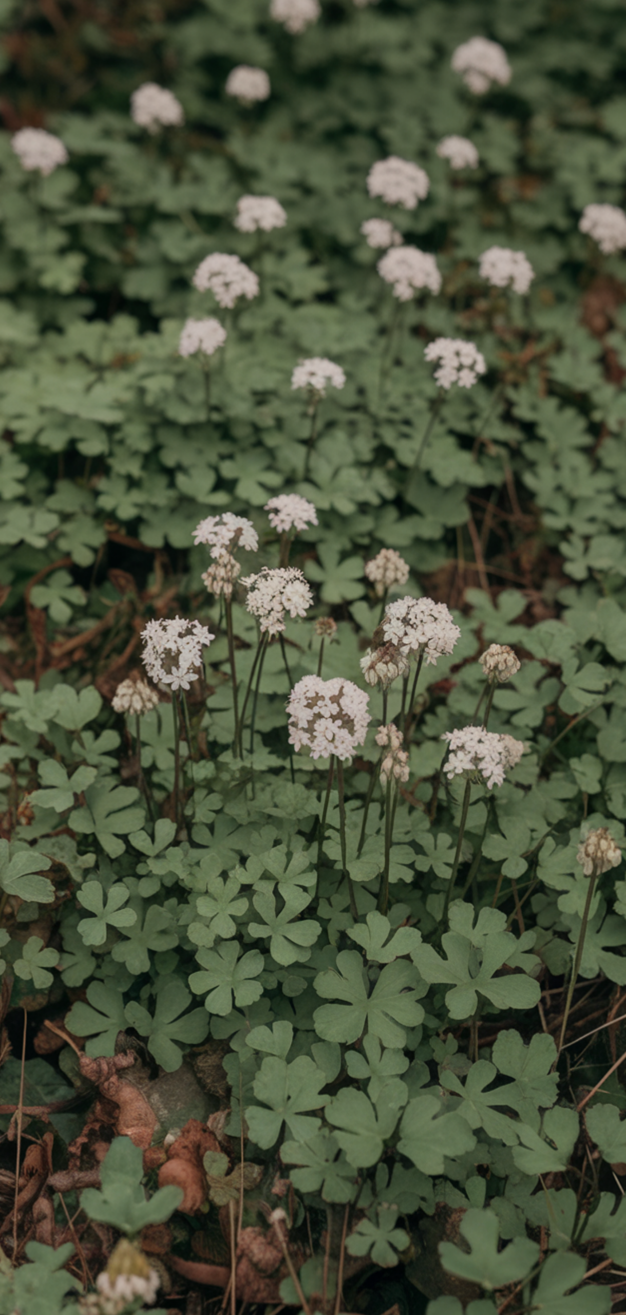Best Ground Cover Plants for Shaded Areas