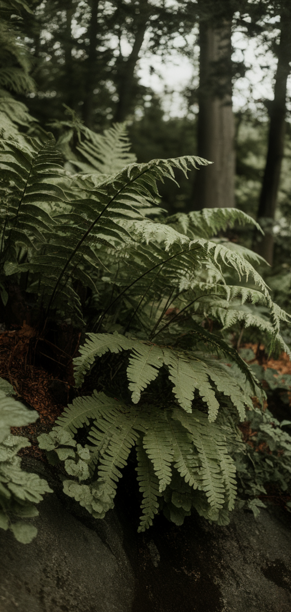 Best Ground Cover Plants for Shaded Areas