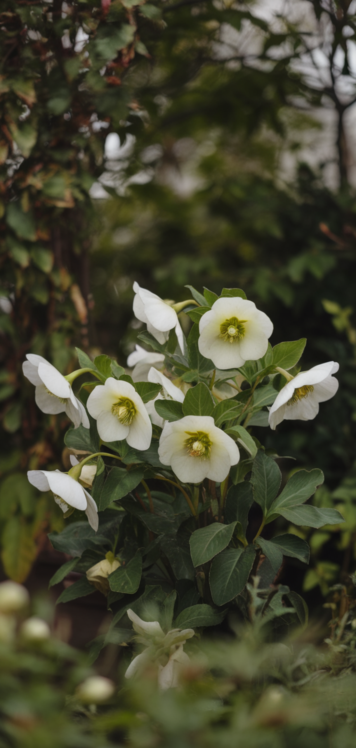 Best Ground Cover Plants for Shaded Areas