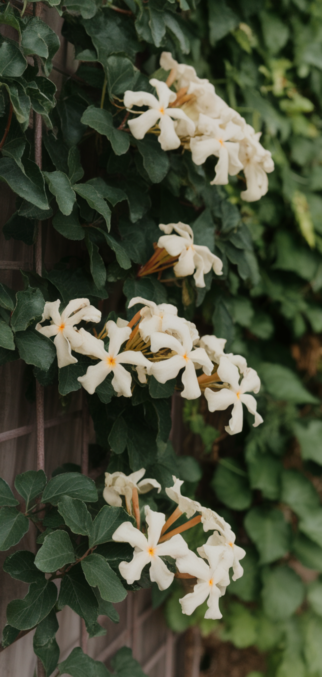 Stunning Prettiest Flowering Vines for Shade