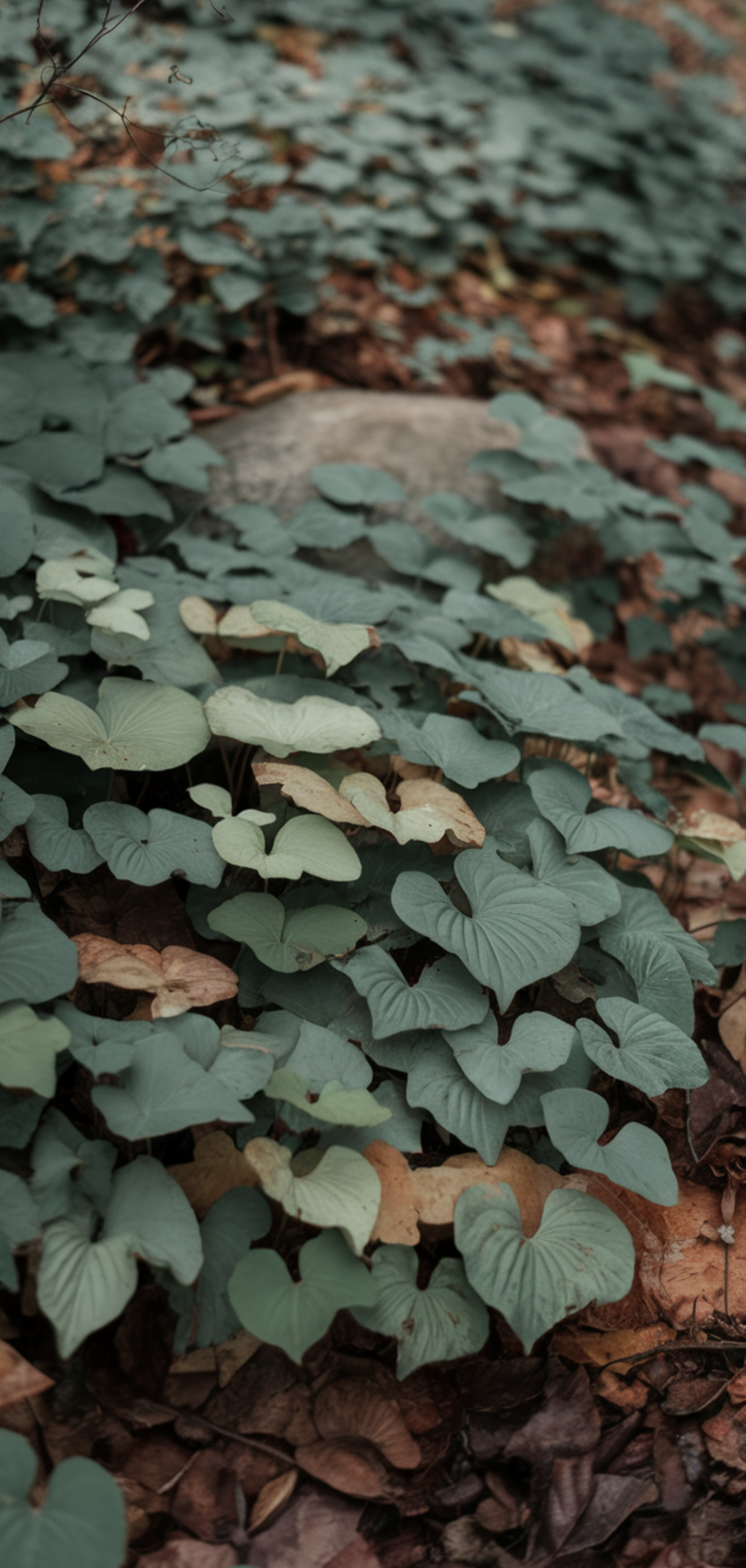 Best Ground Cover Plants for Shaded Areas