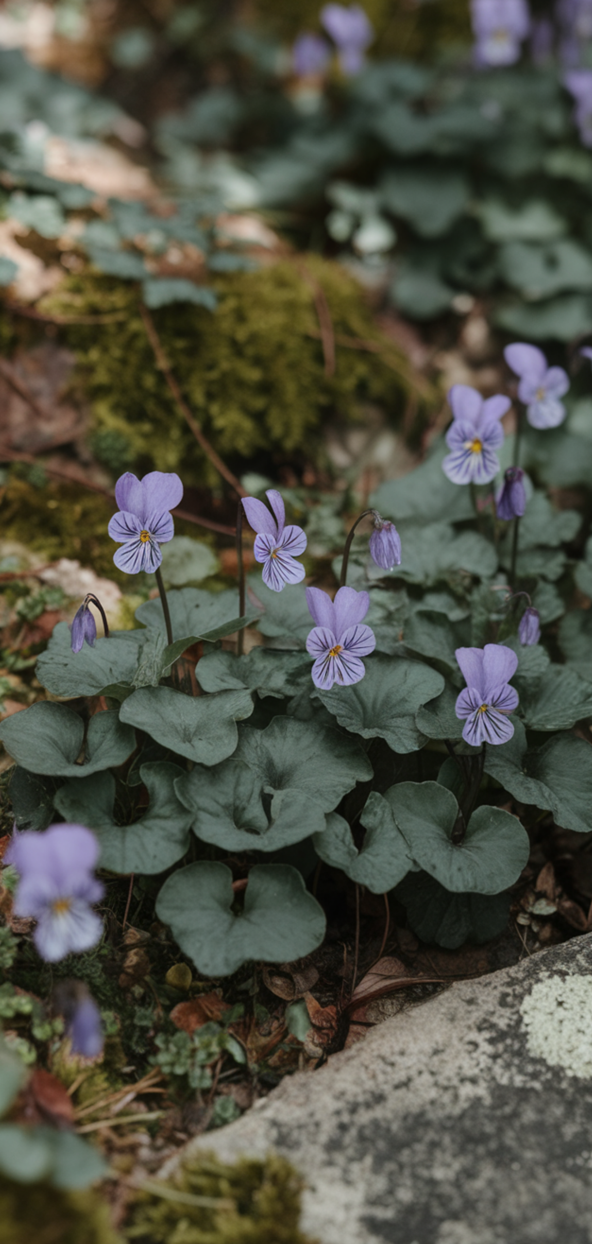 Best Ground Cover Plants for Shaded Areas