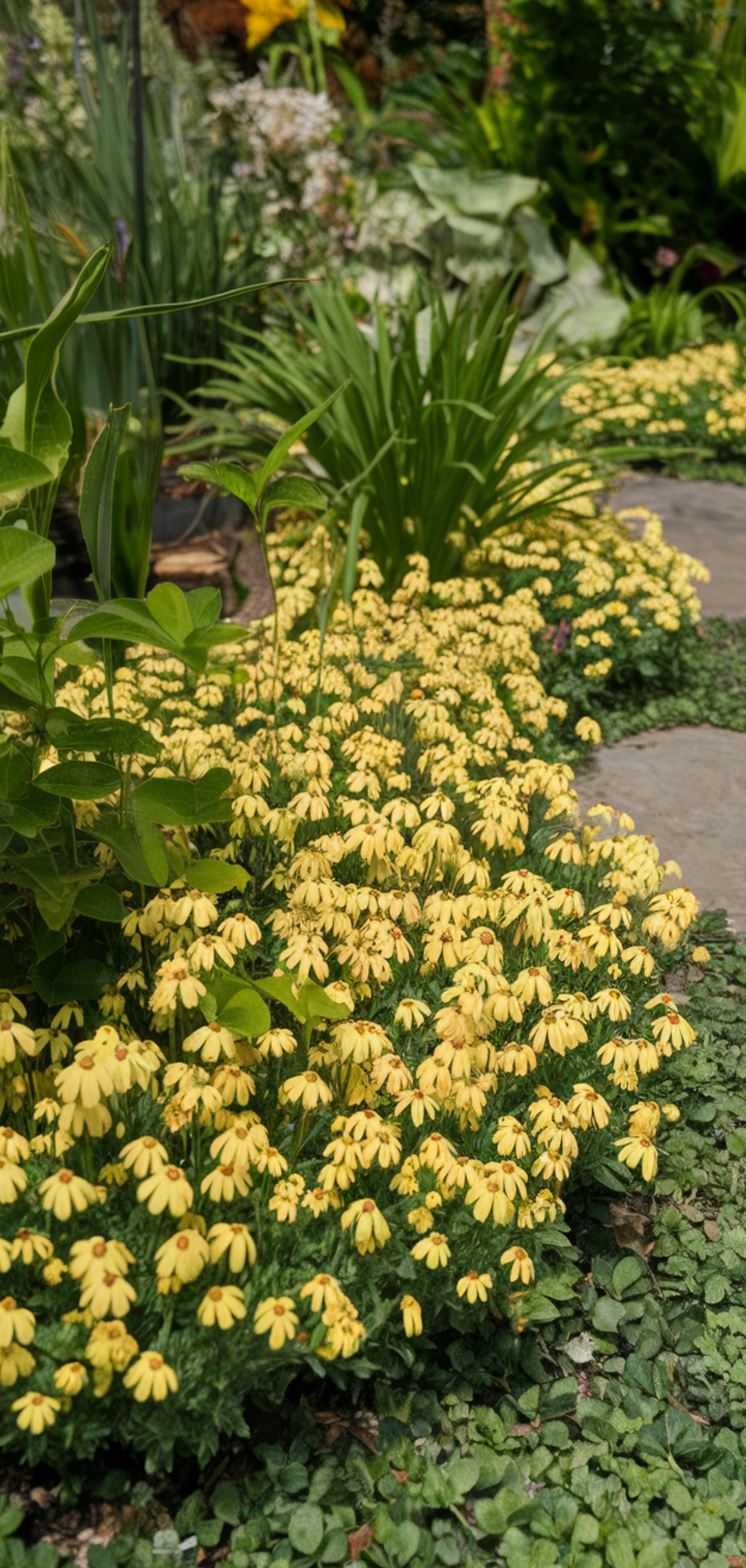 Best Ground Cover Plants for Shaded Areas