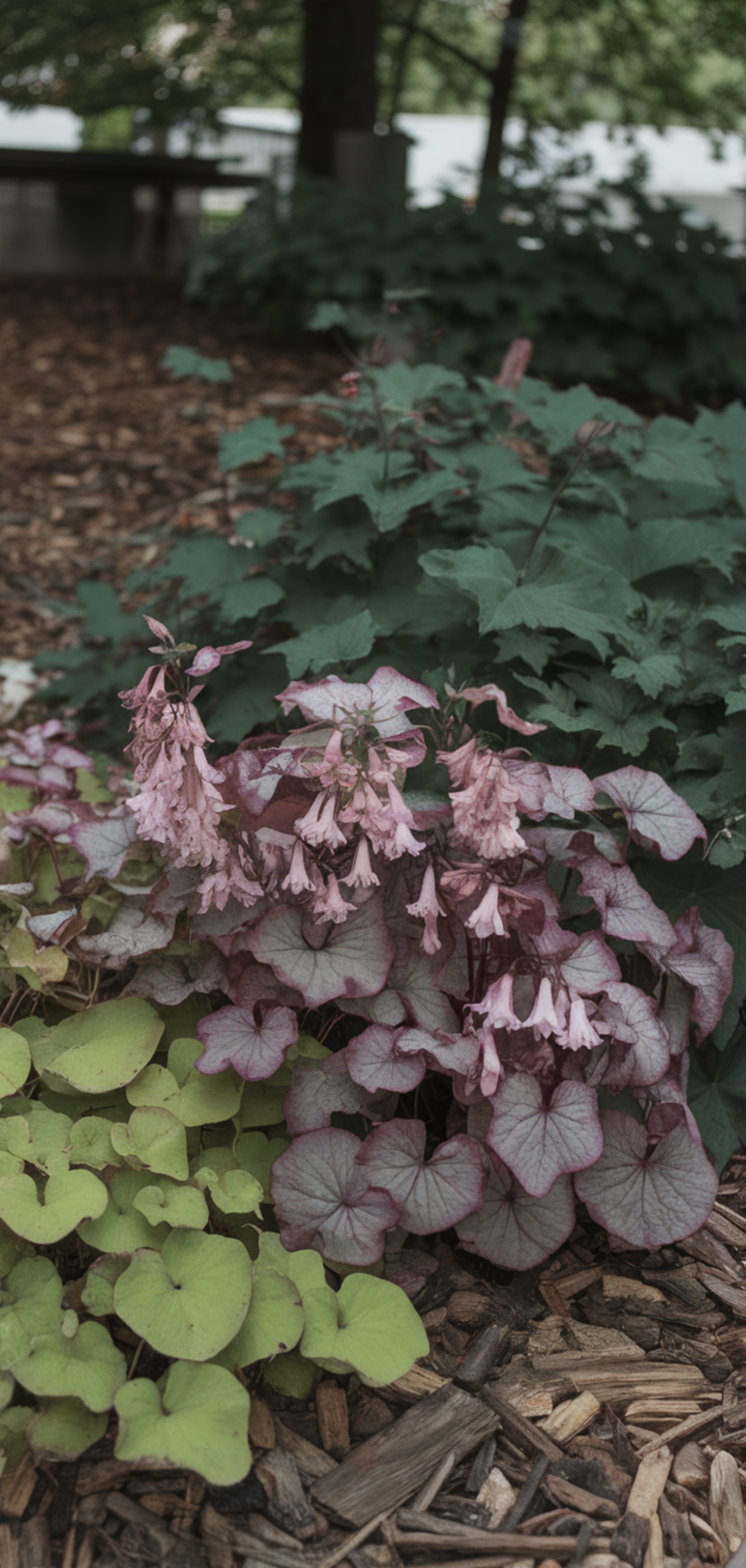 Best Ground Cover Plants for Shaded Areas